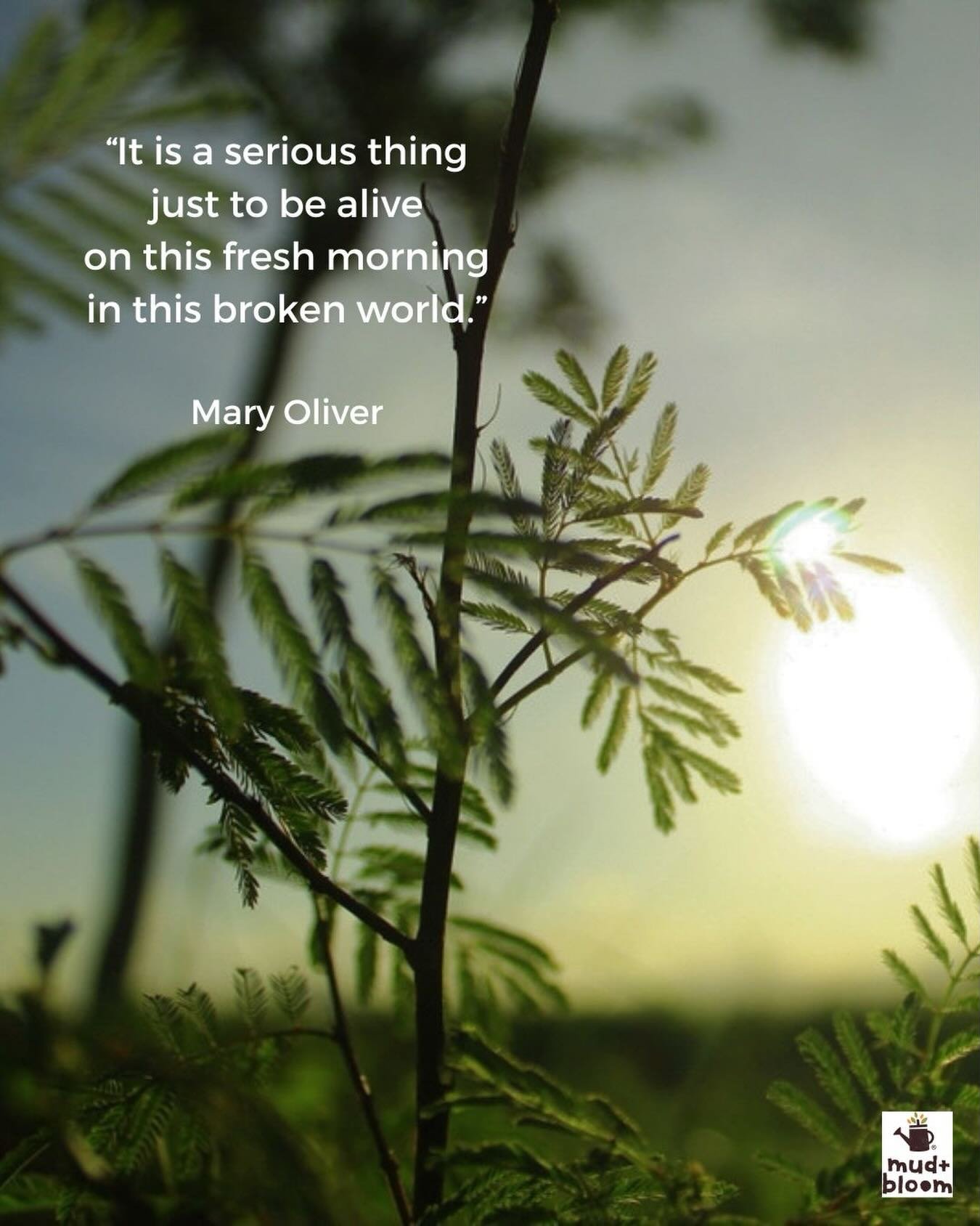 &ldquo;It is a serious thing
just to be alive
on this fresh morning
in this broken world.&rdquo;

Mary Oliver

#maryoliver #natureconnection #slowchildhood #mindfulmoments #mudandbloom
