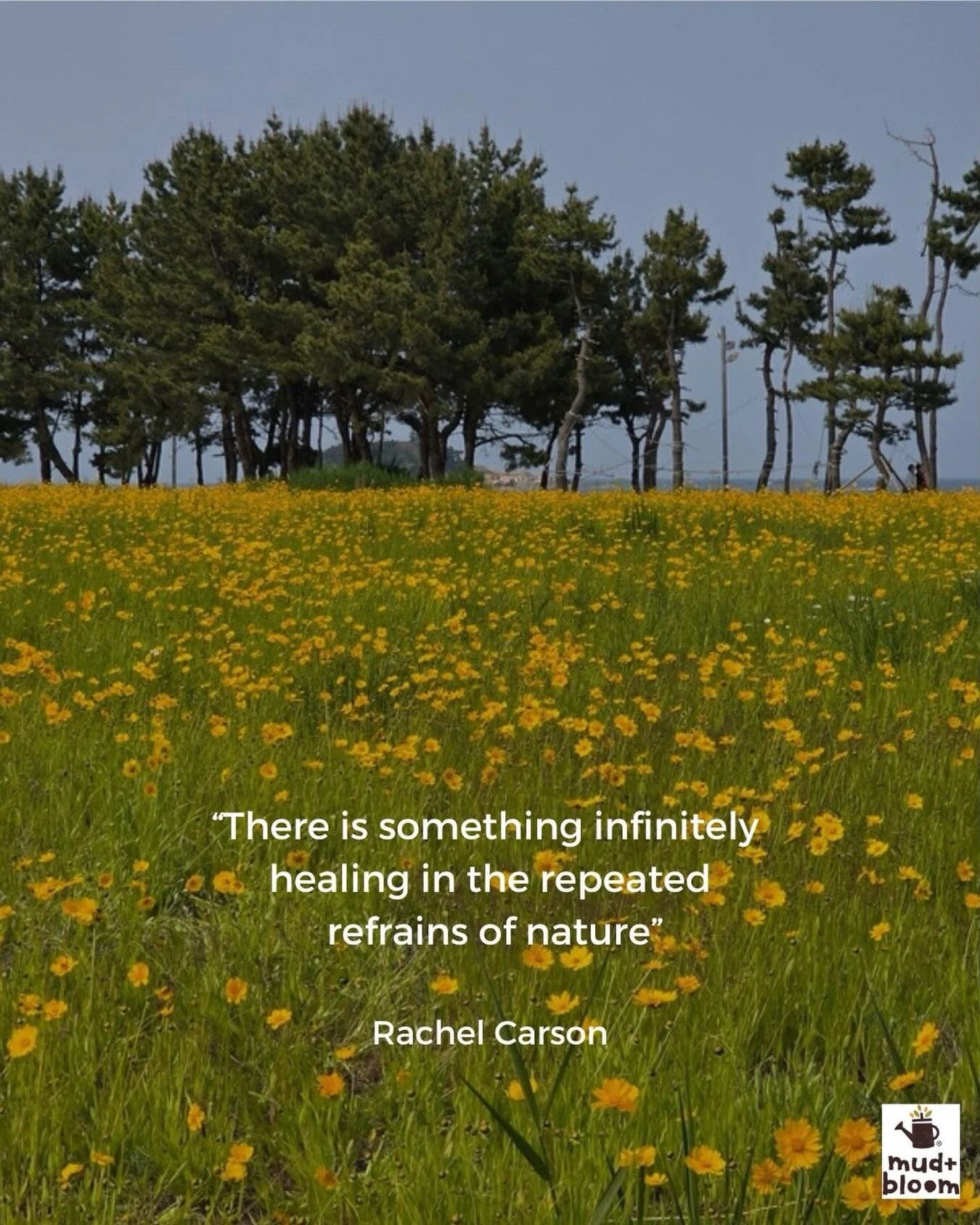 The natural world has a quiet way of helping us slow down, breathe deeply and notice what really matters. 🌼🌿

#rachelcarson #naturequotes #mudandbloom #natureconnection #slowliving