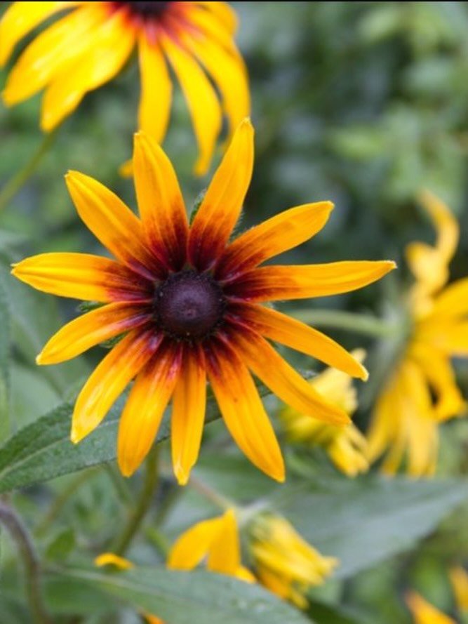 🌿 Our July Standalone Gardening Box is here! 🌼

This month you&rsquo;ll grow crisp Florence fennel and cheerful Rudbeckia &lsquo;Rustic Dwarf&rsquo;. Florence fennel is a delicious vegetable that&rsquo;s fun to watch develop, while Rudbeckia will r