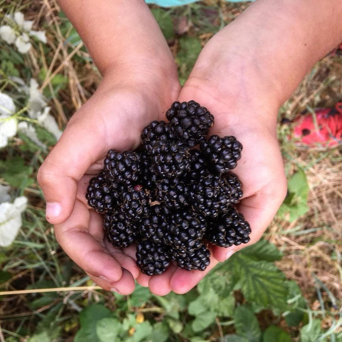 The blackberries are appearing here in Bristol already! 🫐

They feel a little earlier than usual this year - probably due to all the recent hot weather.

I never got around to cutting back the wild blackberry patch at the back of our garden, and I&r