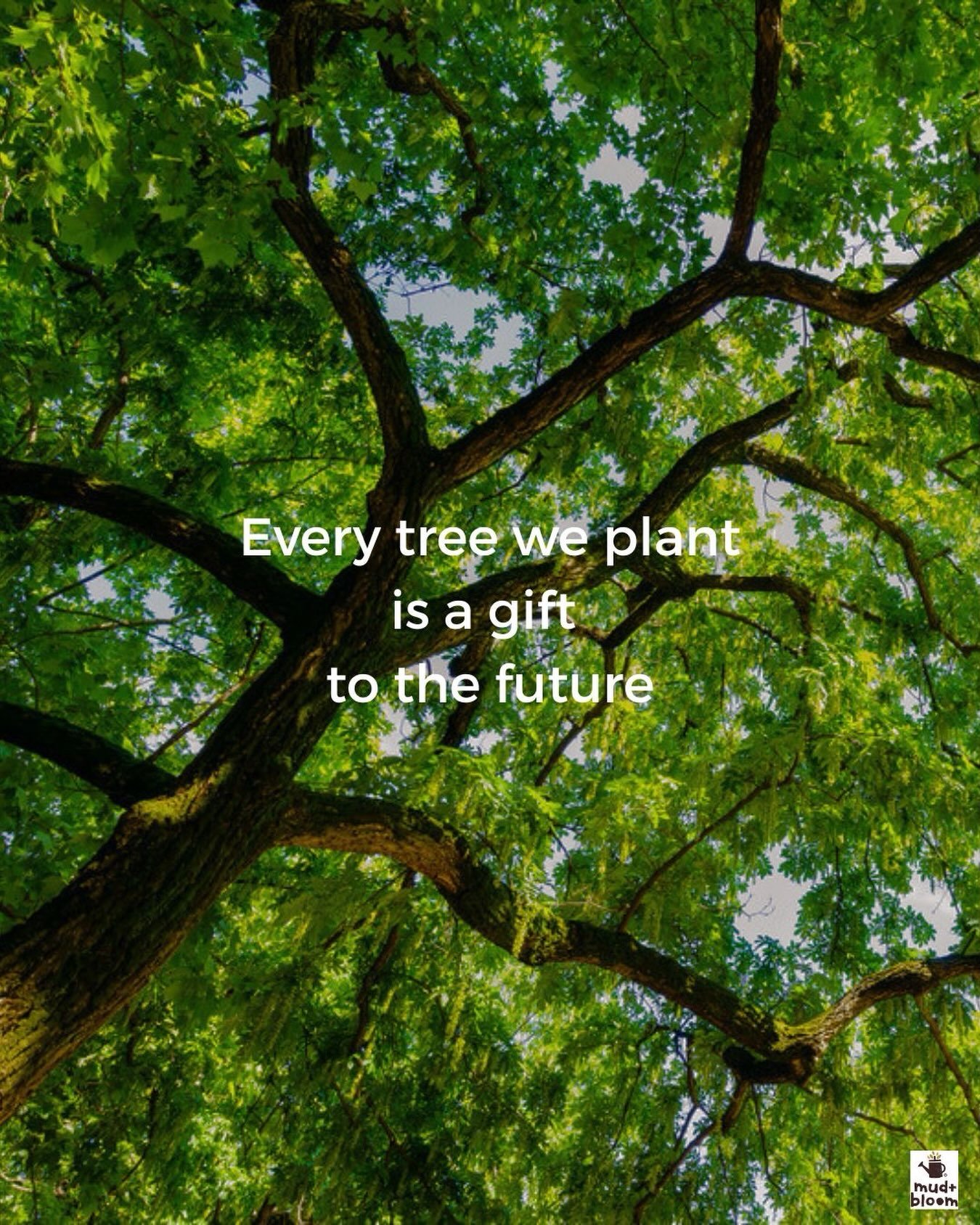 Feeling grateful for every tree offering shade this week 🌳

#PlantMoreTrees #NatureMatters #ForTheFuture #ProtectNature #natureconnection