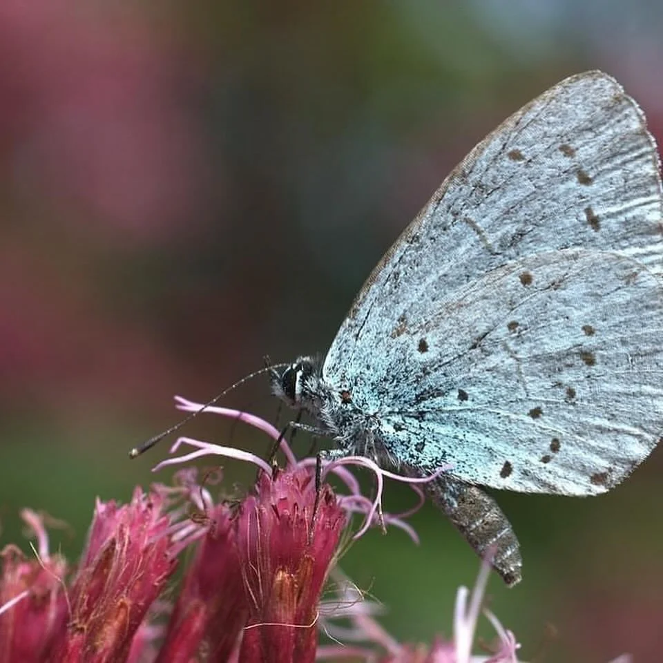 🦋 The Big Butterfly Count starts this Friday! 🌿🌼

From 17th July to 9th August, you can take part in the world&rsquo;s biggest butterfly survey and help protect some of the UK&rsquo;s most-loved insects.

Butterfly numbers have fallen dramatically