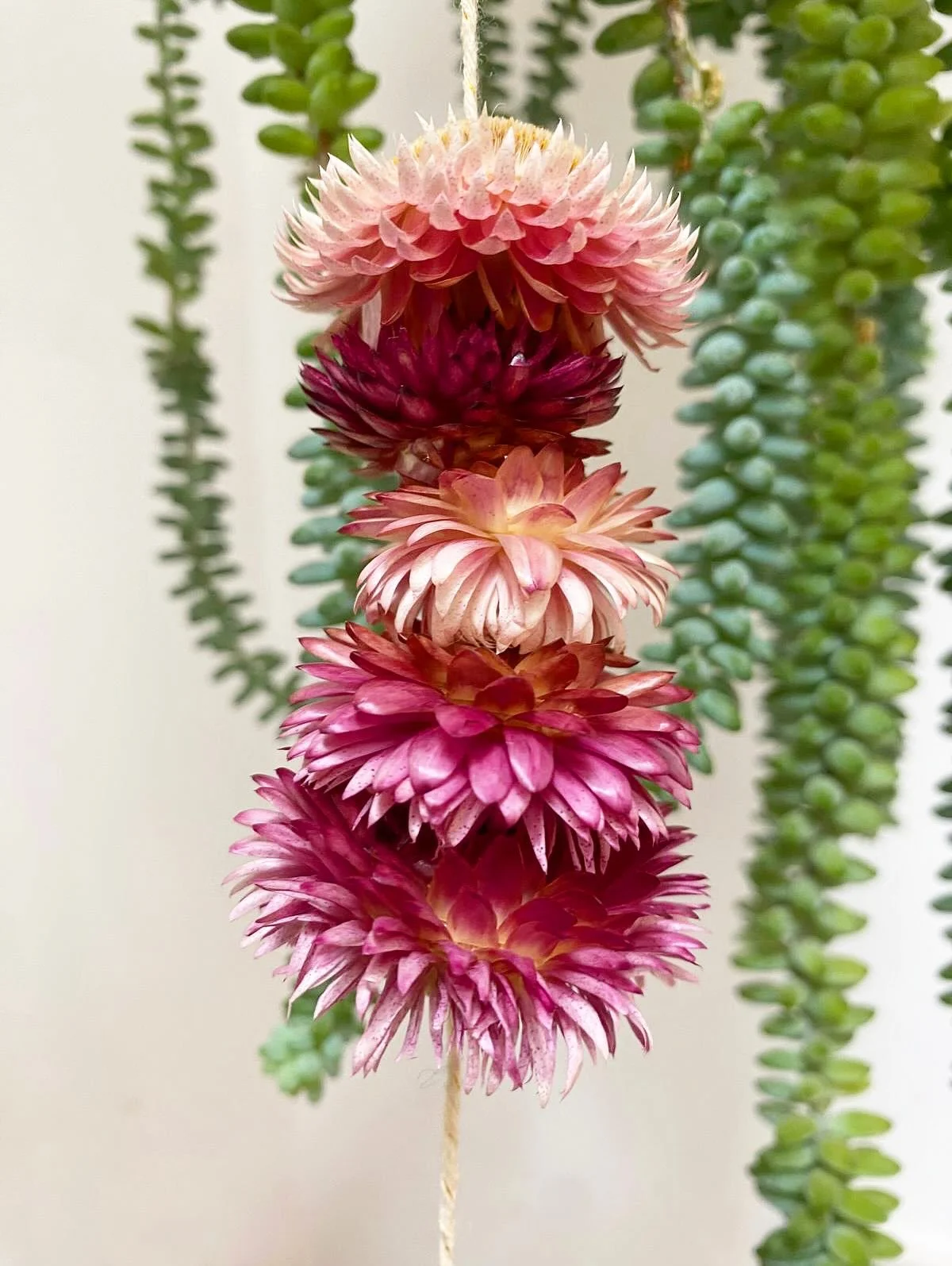 🌸 Grow your own strawflowers this August! 🌸

One of the lovely things included in our August boxes is a packet of Strawflower &lsquo;Silvery Rose&rsquo; seeds, beautiful papery flowers in shades of pink, rose and soft cream.

Strawflowers are espec