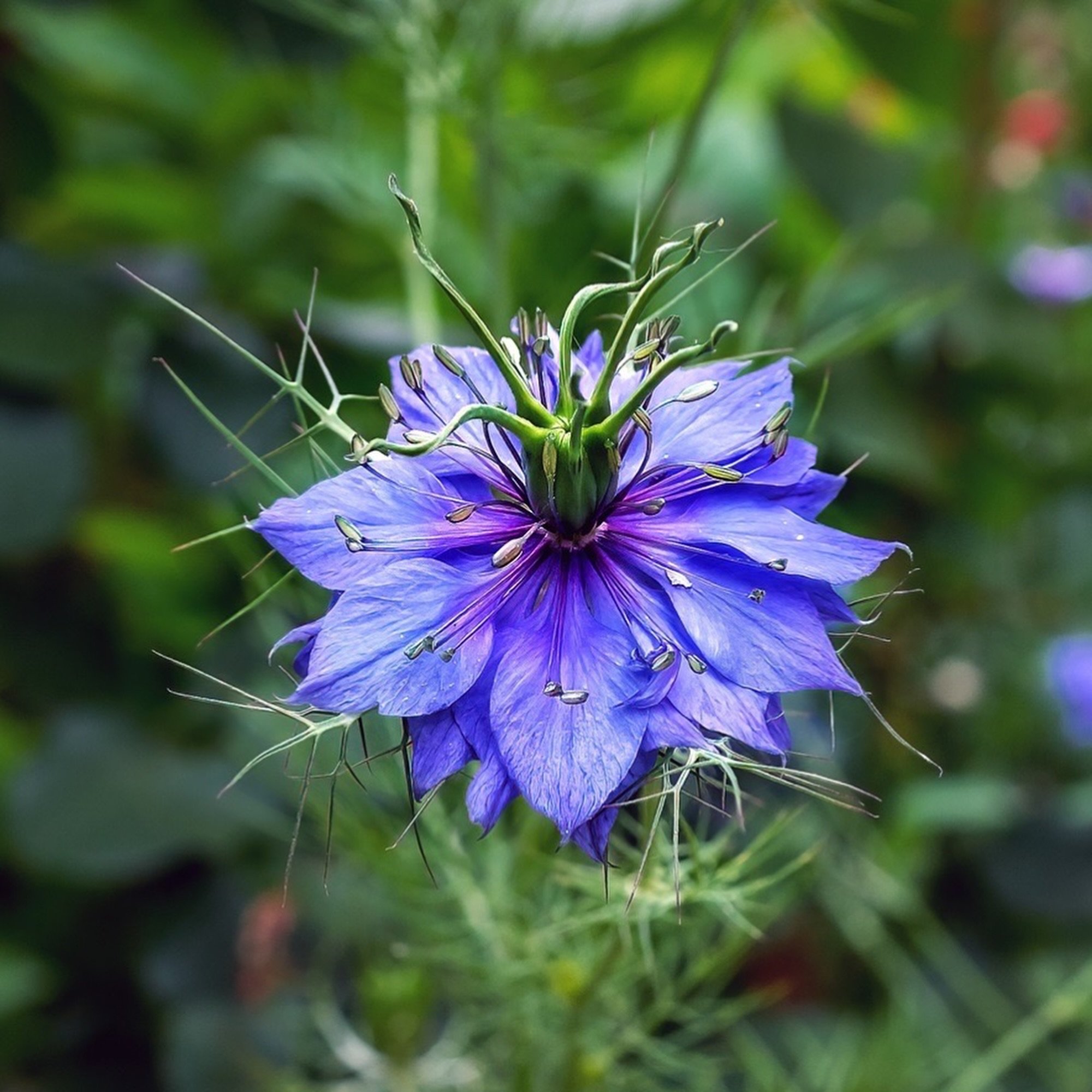 💙 Grow beautiful love-in-a-mist this September

With its delicate blue flowers and wonderfully unusual seed pods, love-in-a-mist is such a magical flower for children to grow - and bees and other pollinators love it too. 🐝

In our September gardeni