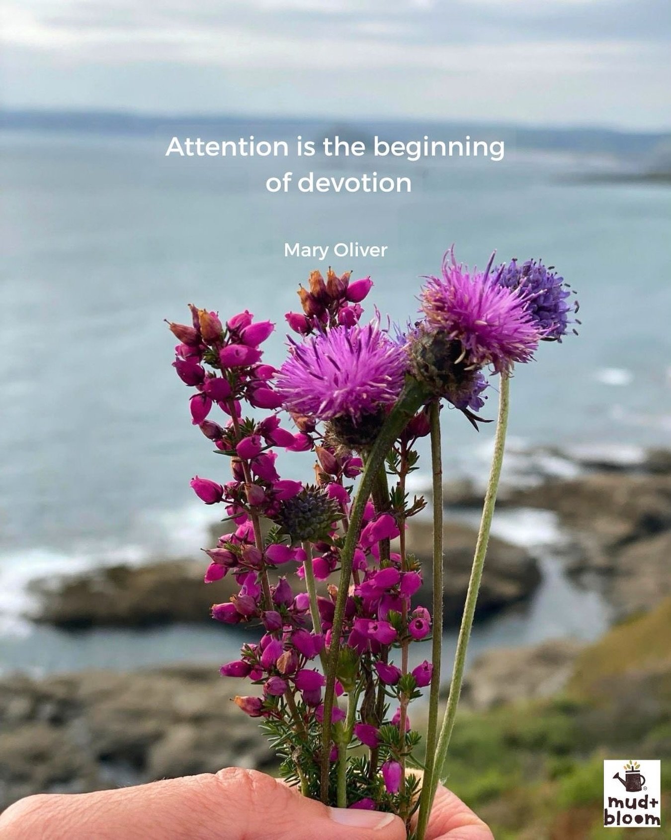 There&rsquo;s so much beauty to notice 🌸🌿

#cornishflowers #noticingnature #natureconnection #wildflowers #childhoodinnature