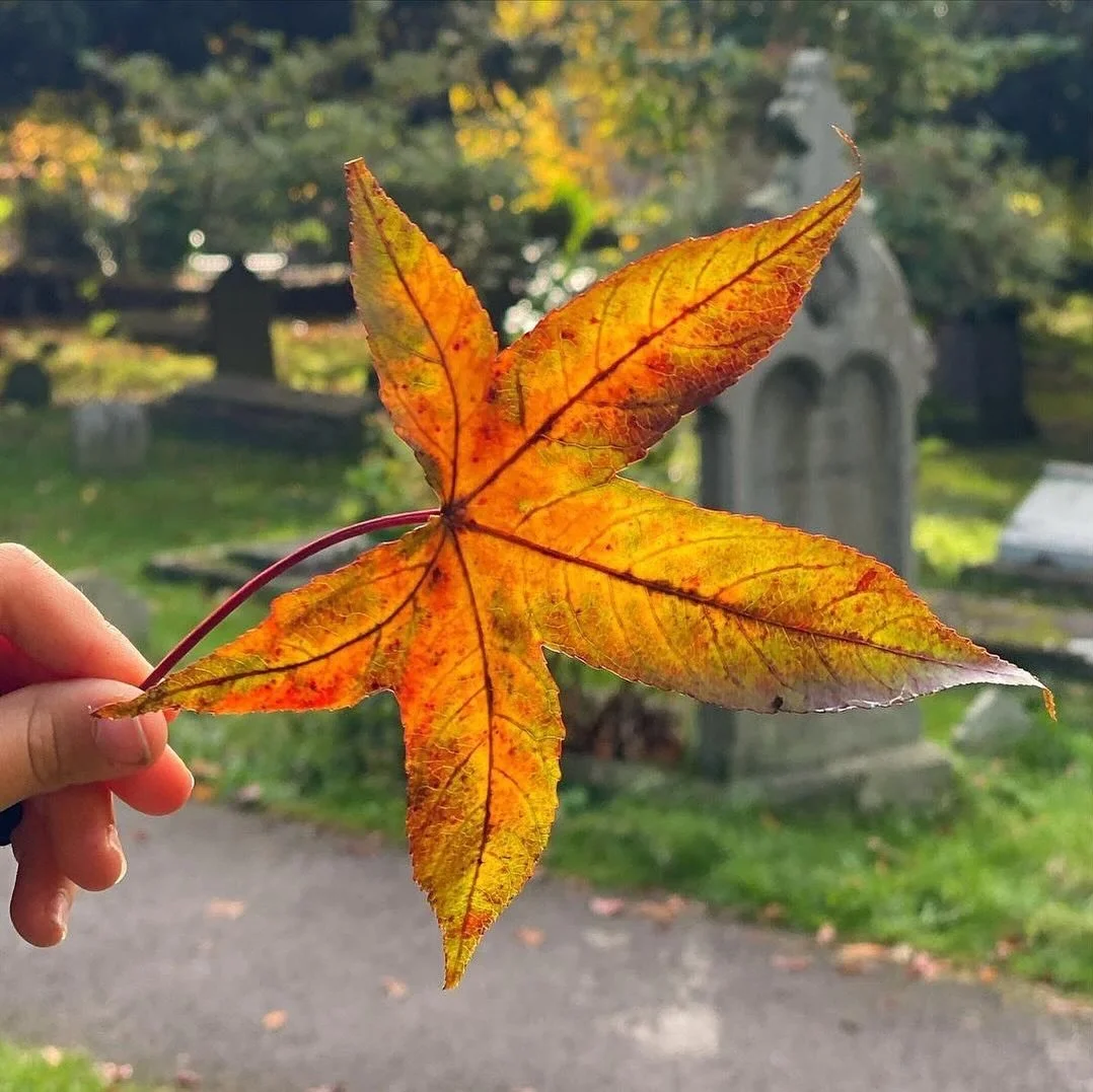 Happy autumn equinox 🍂

Today marks the beginning of astronomical autumn - a little moment to pause and notice the season changing around us 🍁

The light is shifting, the days are shortening and the first leaves are beginning to turn.

What signs o