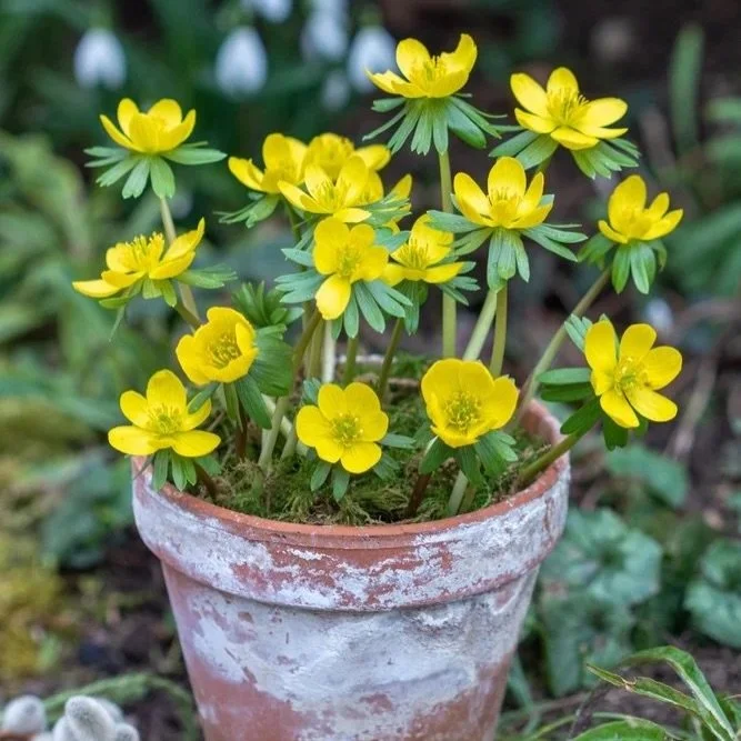 💛 Grow winter aconites this October

Plant these cheerful yellow flowers now for a beautiful burst of colour in late winter and early spring. 🌼

Our October Gardening Box also includes sunflower microgreens to grow indoors, beautifully illustrated 