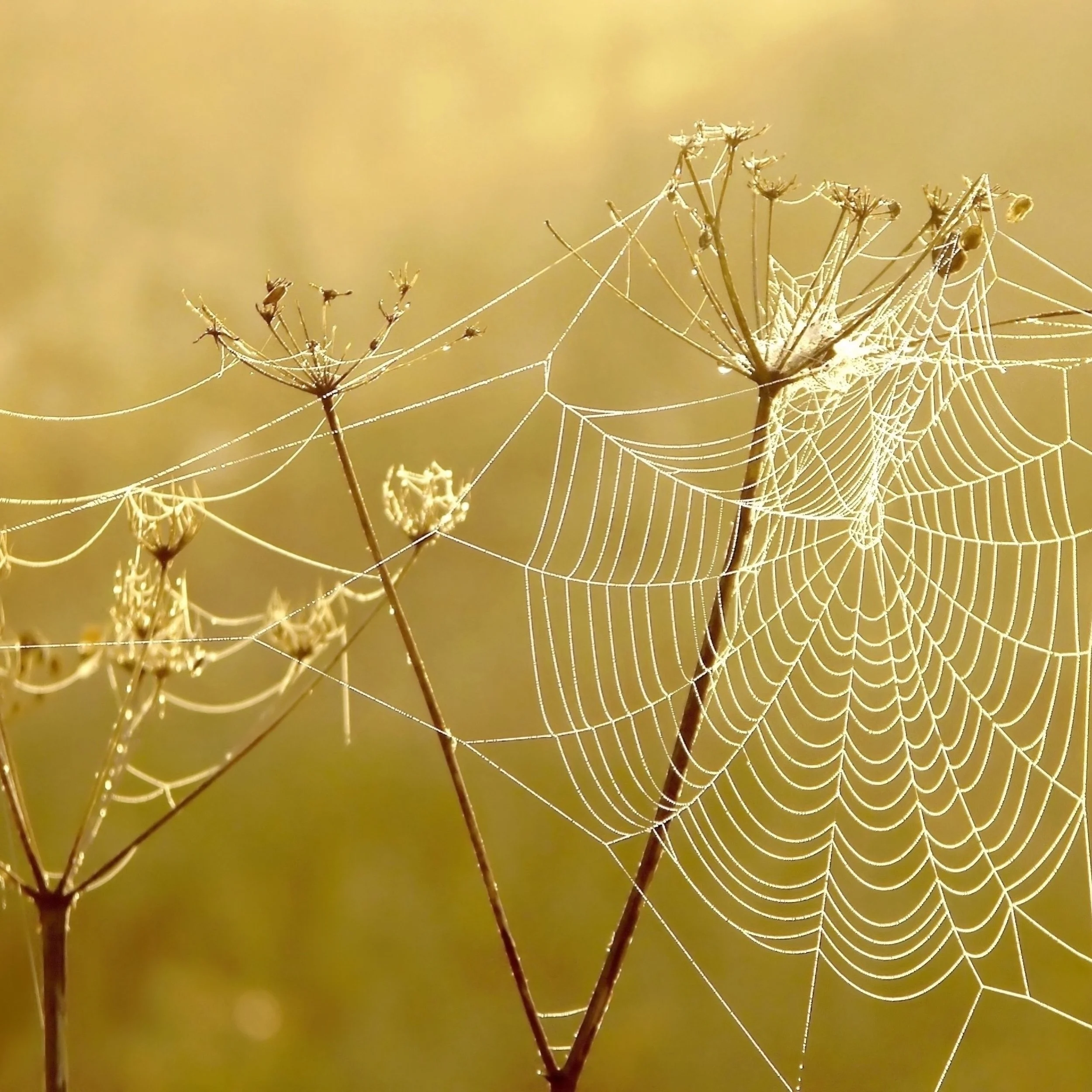 As autumn gets underway, it can be tempting to tidy up the garden and forget about it until spring. But a slightly wilder garden can be a wonderful haven for wildlife through the colder months. 🍂🦔

Fallen leaves, seed heads and old stems can provid