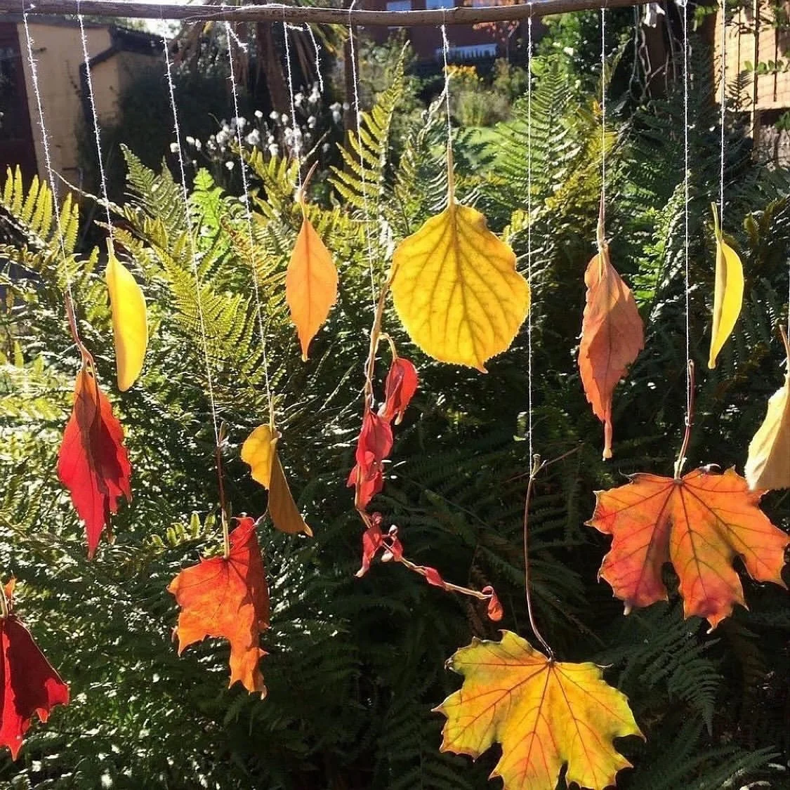 Preserving autumn leaves with beeswax 🍂🍁

Have the leaves started changing colour where you are? Here in Bristol, we&rsquo;re beginning to see those beautiful autumn reds, oranges and golds appearing. 🍁

Dipping freshly fallen leaves in beeswax is