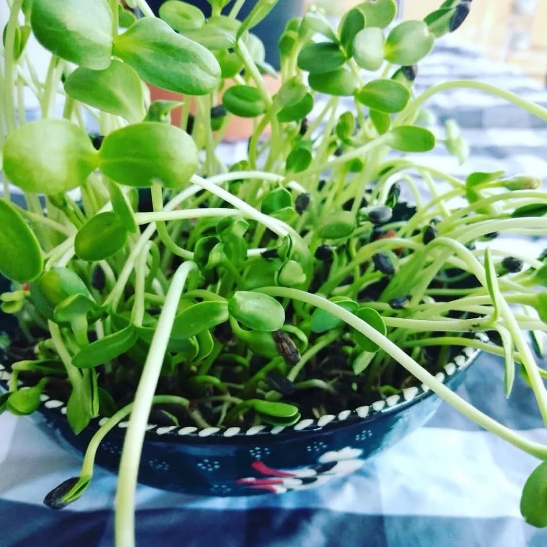🌻 Grow your own sunflower microgreens! 🌱

Sunflower microgreens are brilliant for growing with children because they sprout so quickly - little shoots can start appearing in just a few days. 🌱

They&rsquo;re delicious too, with a lovely fresh crun