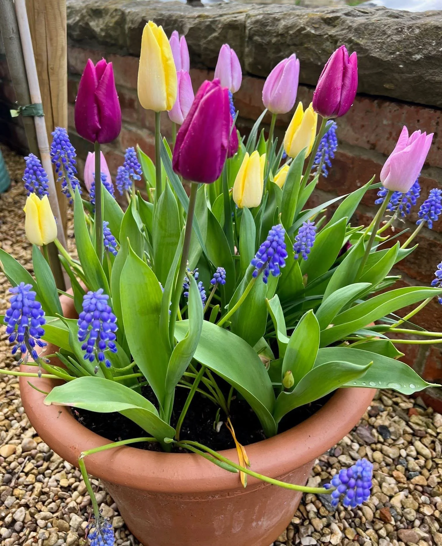 Plant a bulb lasagne for a beautiful display next spring 🌷🌼💙

Now is the perfect time to plant spring-flowering bulbs, and making a bulb lasagne is a lovely gardening activity to do with children. 🌱

A bulb lasagne simply means planting different