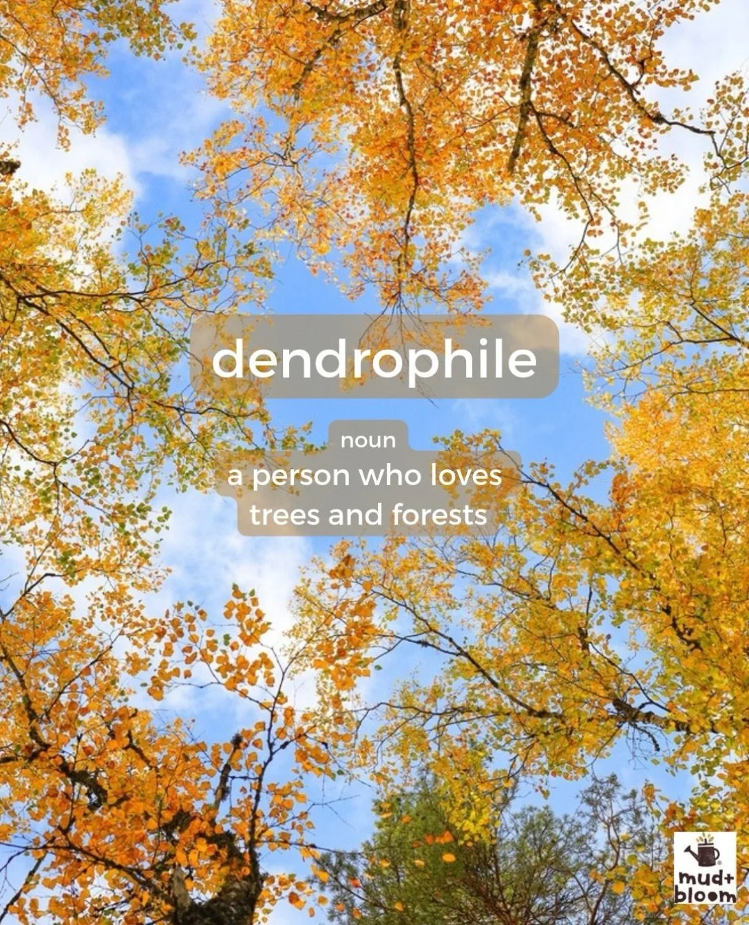 Anyone else? 🌳🍂

#dendrophile #treelovers #forestlovers #naturelovers #mudandbloom