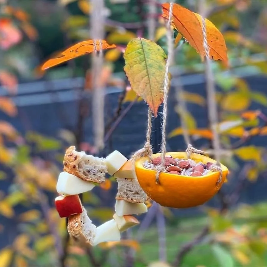 Make your own bird feeders 🐦 🐧

As food becomes more difficult for birds to find, they will really appreciate being left some. A wire feeder is a great way of hanging old kitchen scraps up for the birds, and an orange feeder makes a lovely bright c