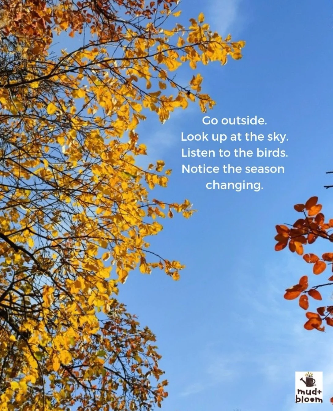 A little reminder to look up and notice autumn 🍂💛

#autumn #connectingwithnature #naturekids #outdoorchildhood #mudandbloom