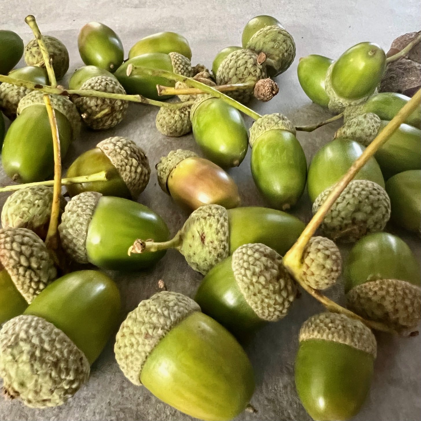 real green acorns
