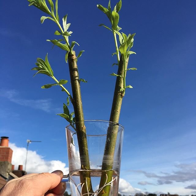 A person's hand holding a clear glass with water and two green plant cuttings or stalks inside against a blue sky with some clouds.