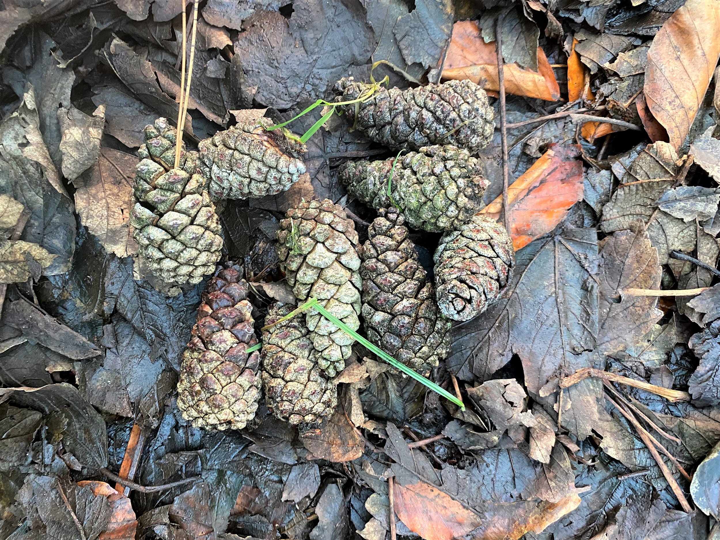 Why do pine cones open and close? - Mud & Bloom