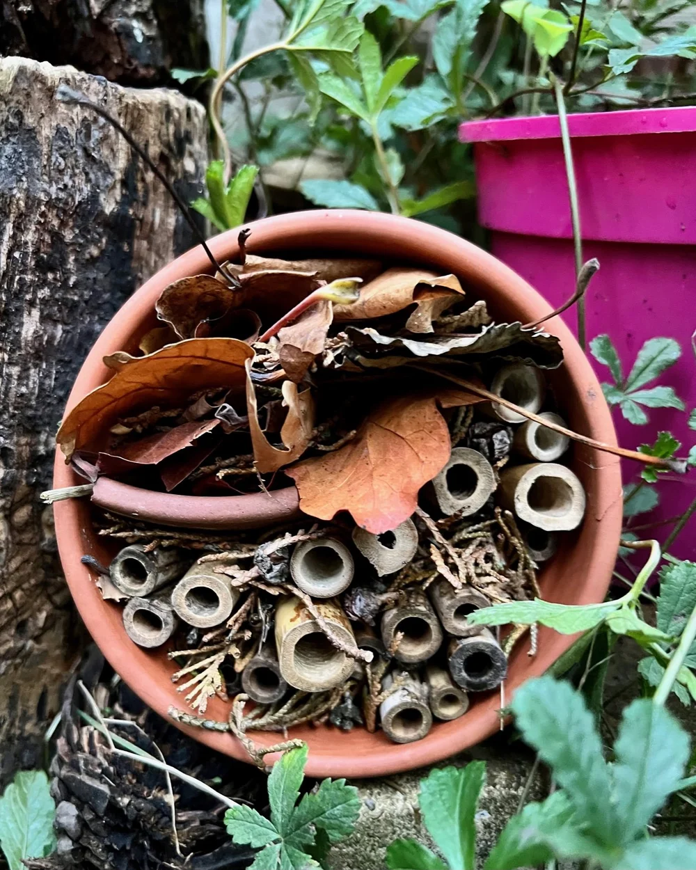 make-a-bug-hotel-mud-bloom