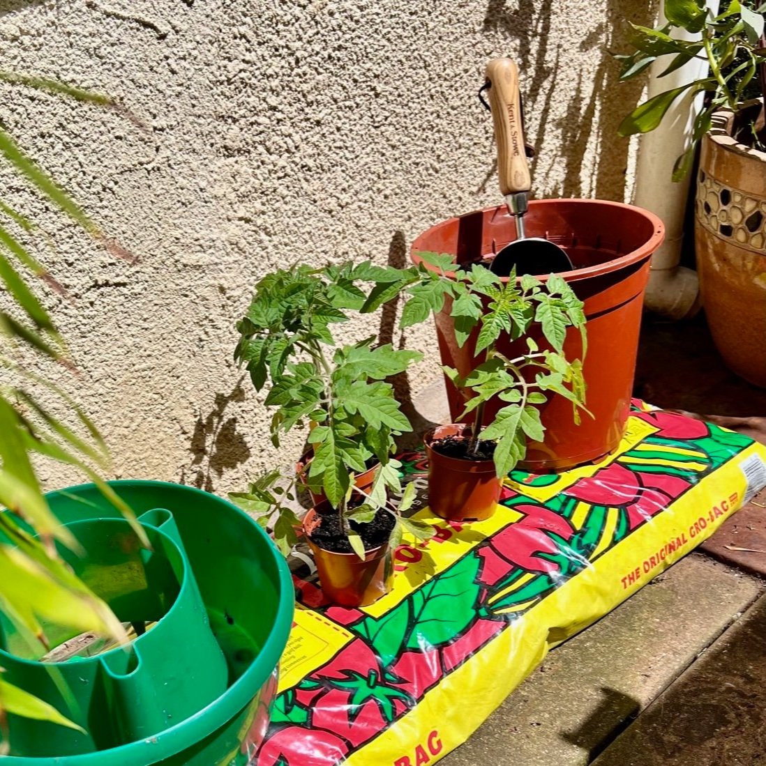 Are Grow Bags Good for Tomatoes? Uncover the Surprising Truth