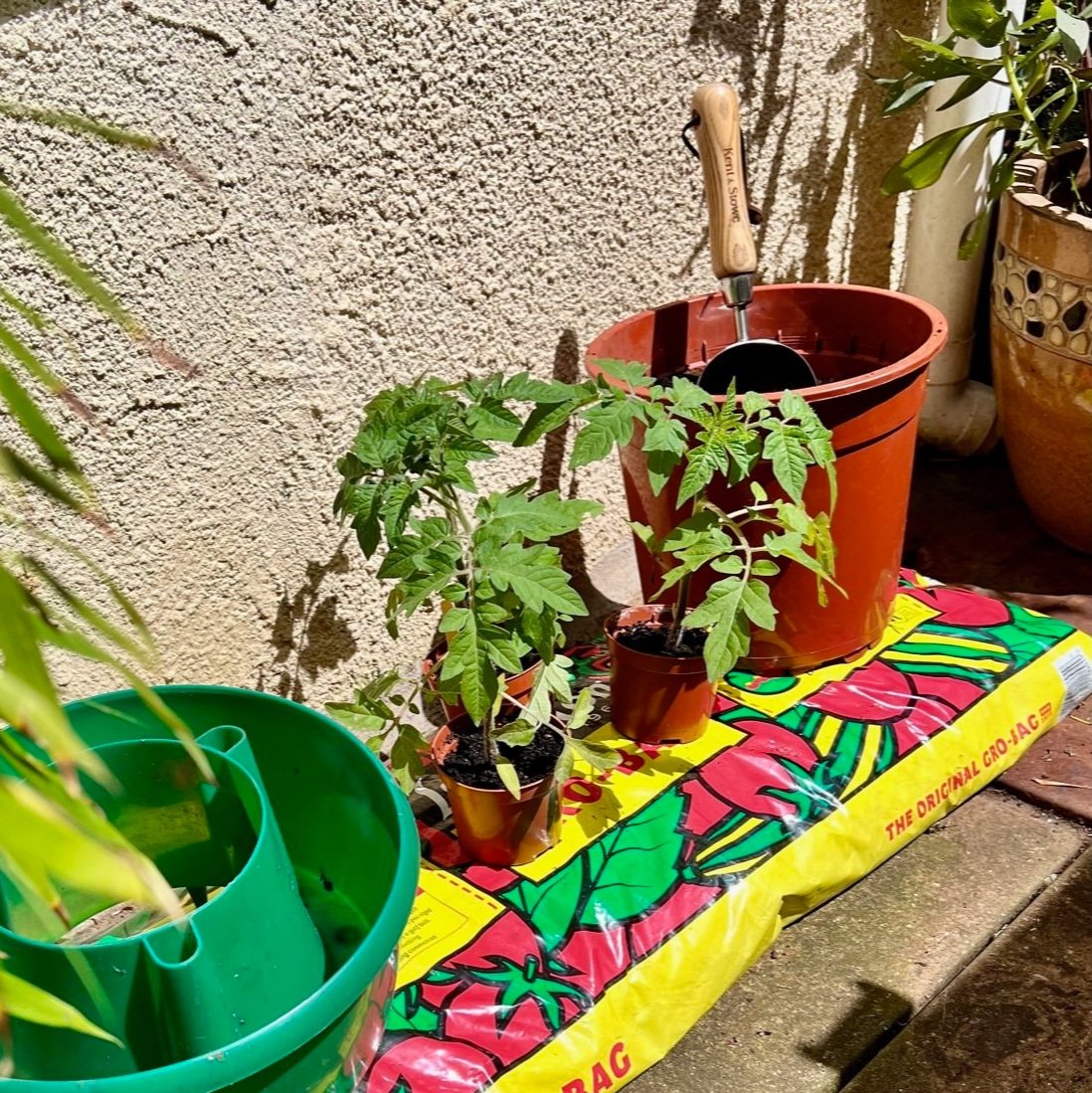 Growing tomatoes in a grow bag - Mud & Bloom