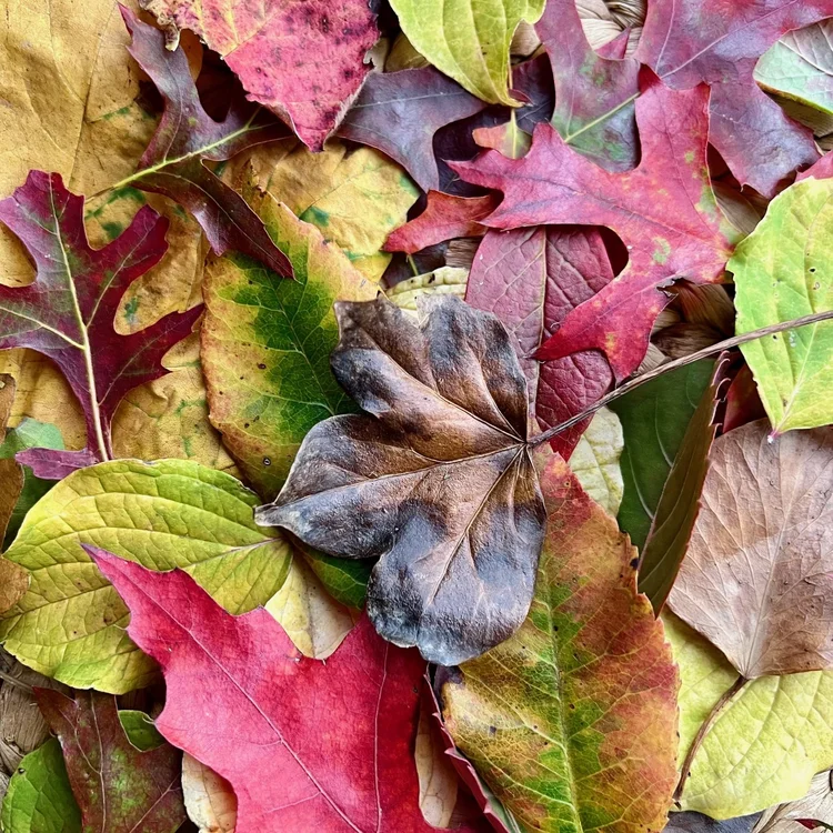 Make an autumn leaf snow globe - Mud & Bloom
