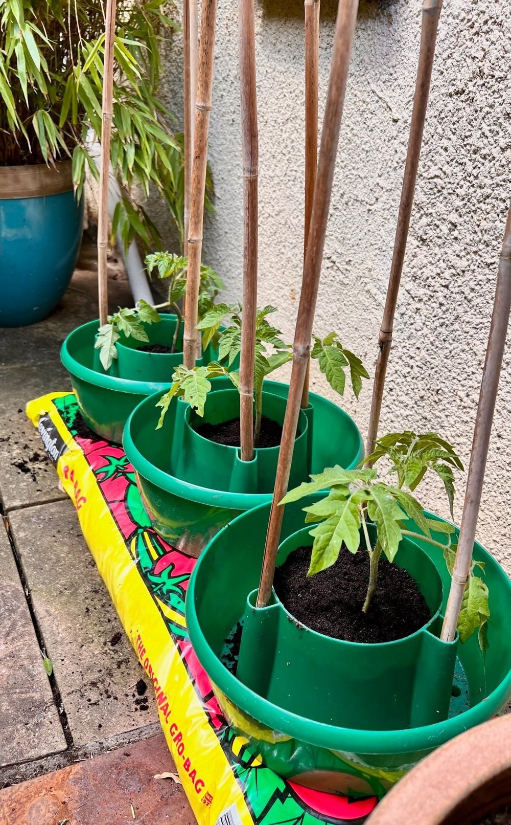 Growing tomatoes in a grow bag Mud & Bloom