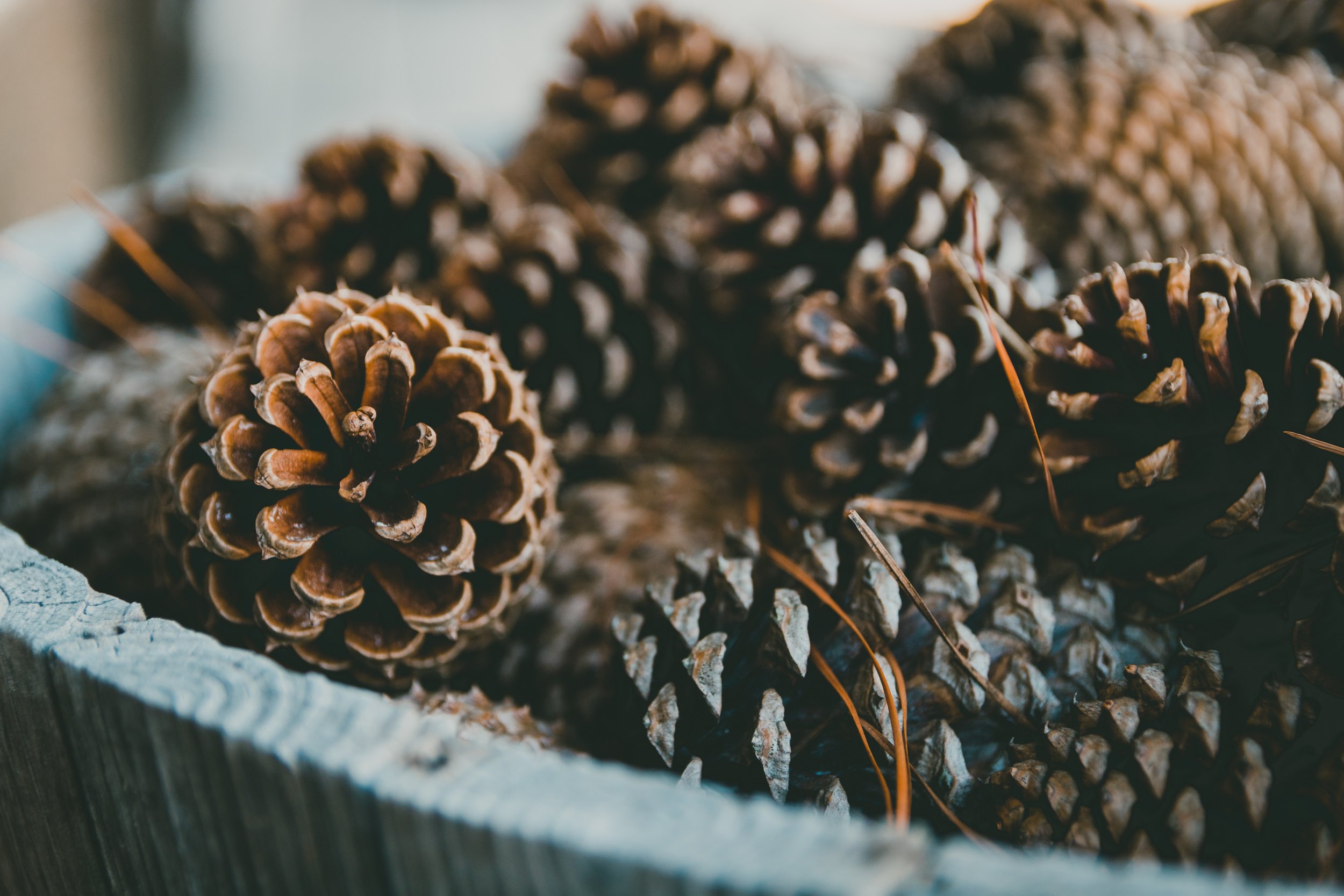 Why do pine cones open and close? - Mud & Bloom