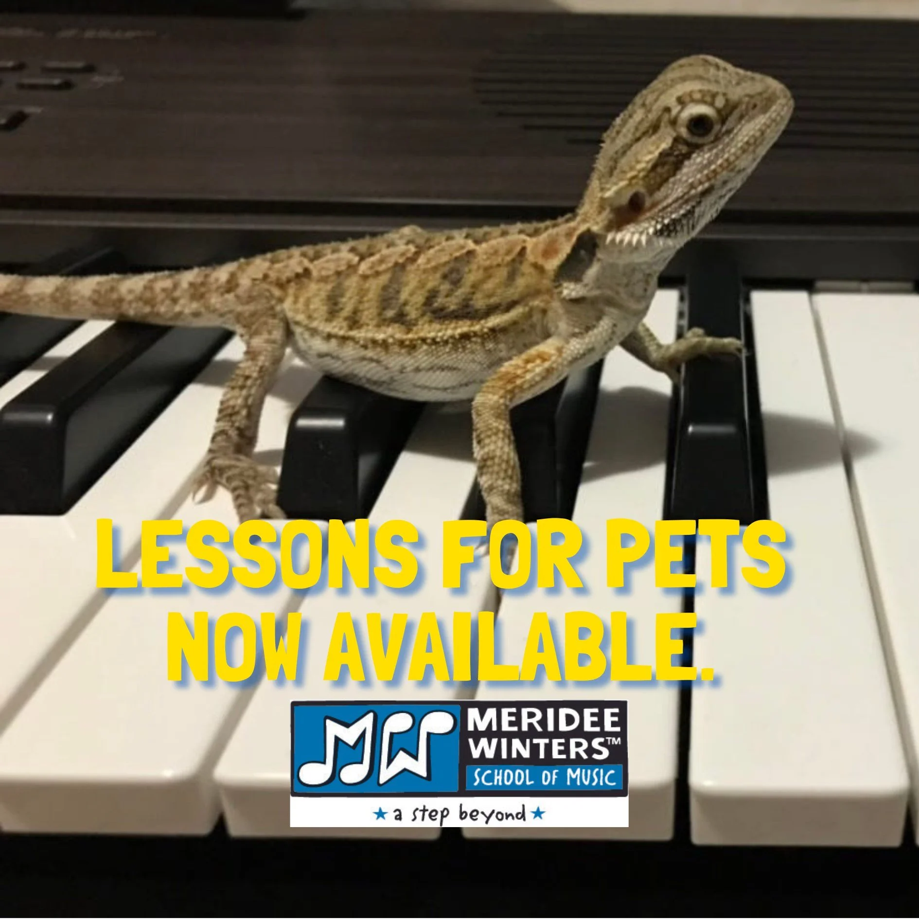 🎶 Must sign up April 1st! 🎶 Due to the popularity of last April's "Piano for House Cats" campaign, we're now offering piano lessons for all pets*. 

*Excluding skunks, tarantulas, fish and one specific Labradoodle named Daisy who has lost
