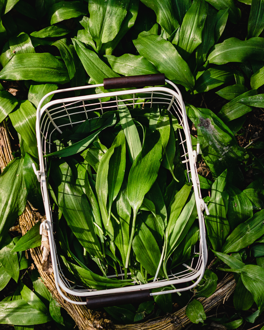 Wild Garlic: How to Use It, Cook It and Make the Most of the Season