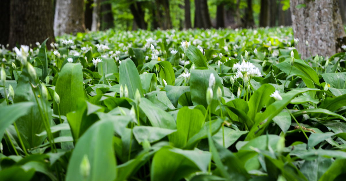 Carpet of wild garlic in a woodland