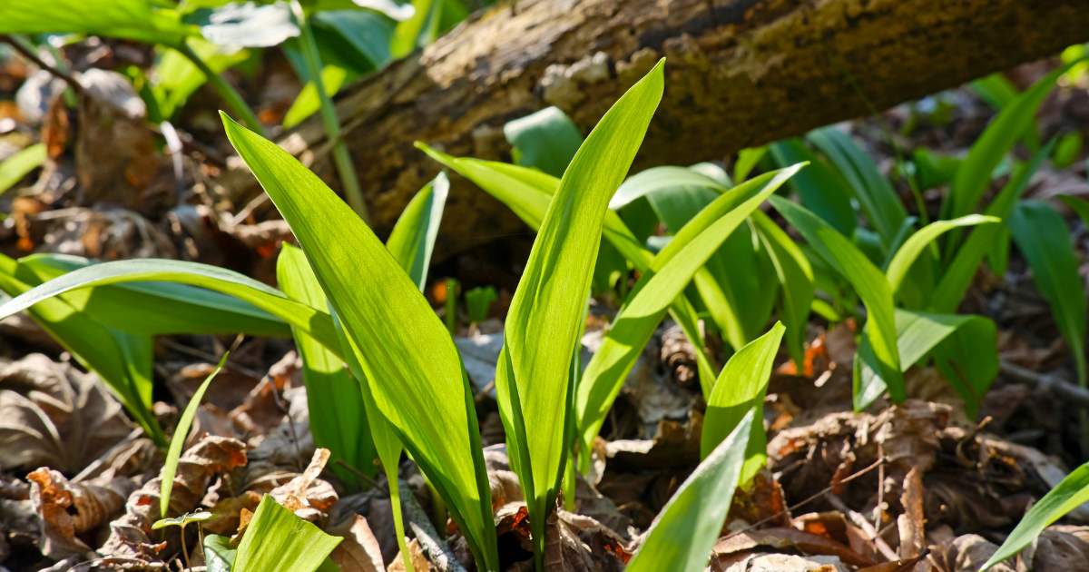 Cluster of wild garlic in a sunny woodland spot
