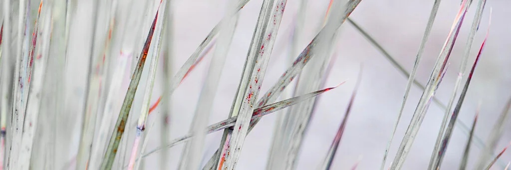 Grass II