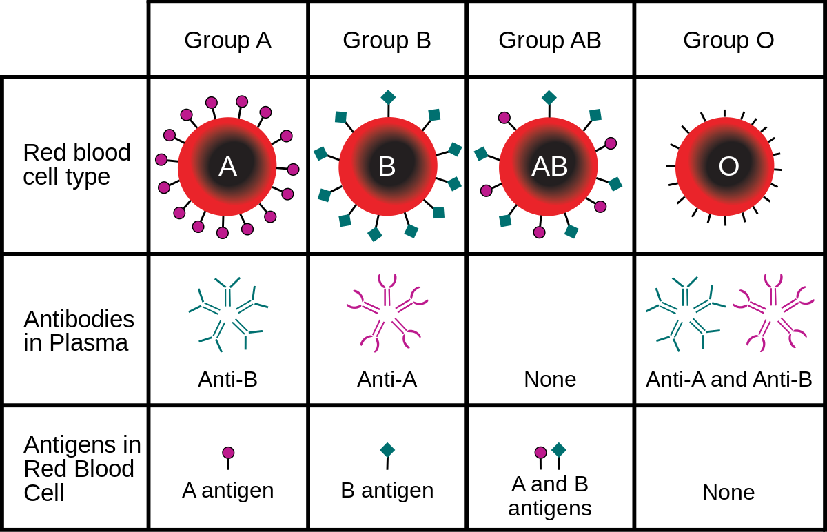 Blood types.png