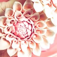 dalia flowers.jpg