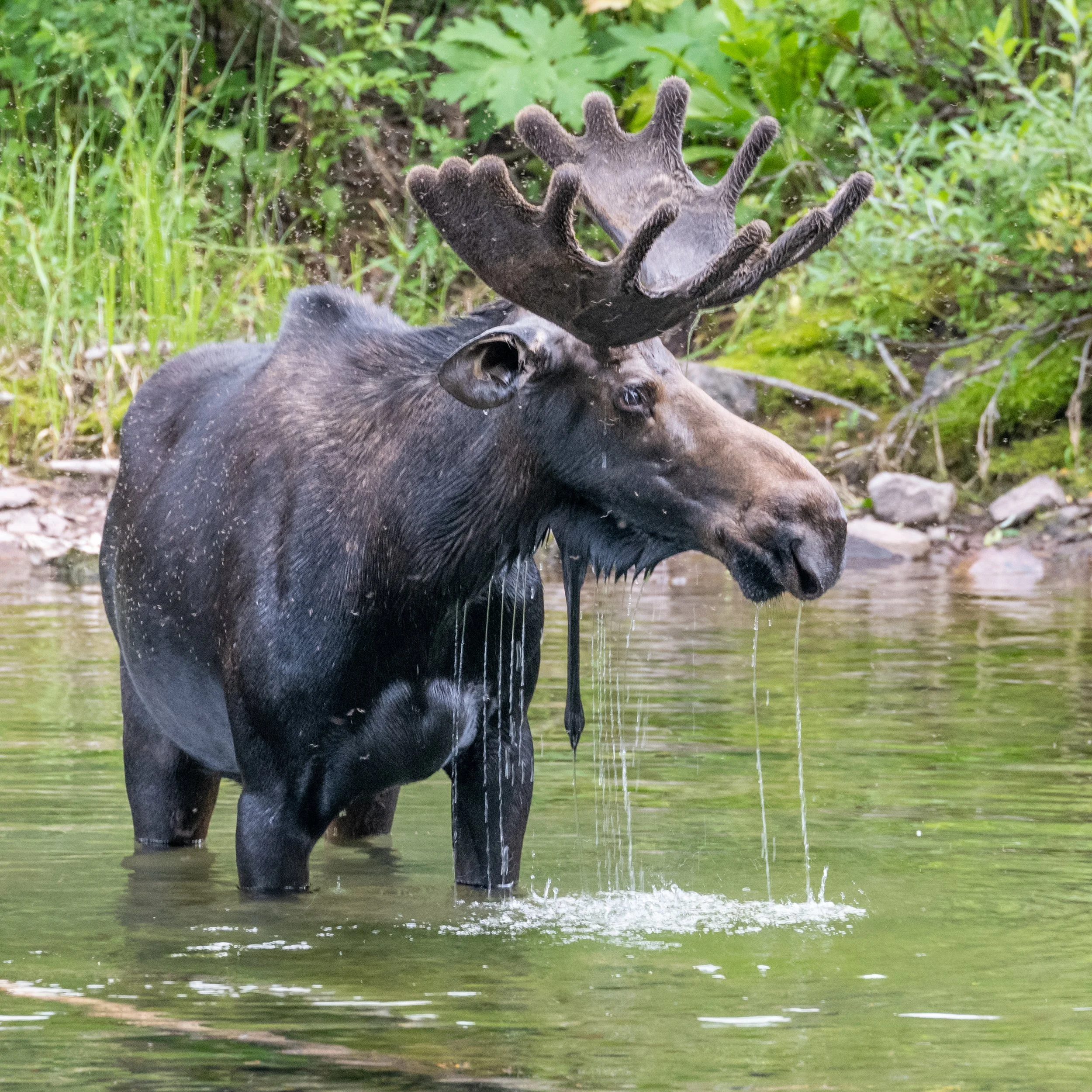 King of Maroon Bells 02 24x24.jpg