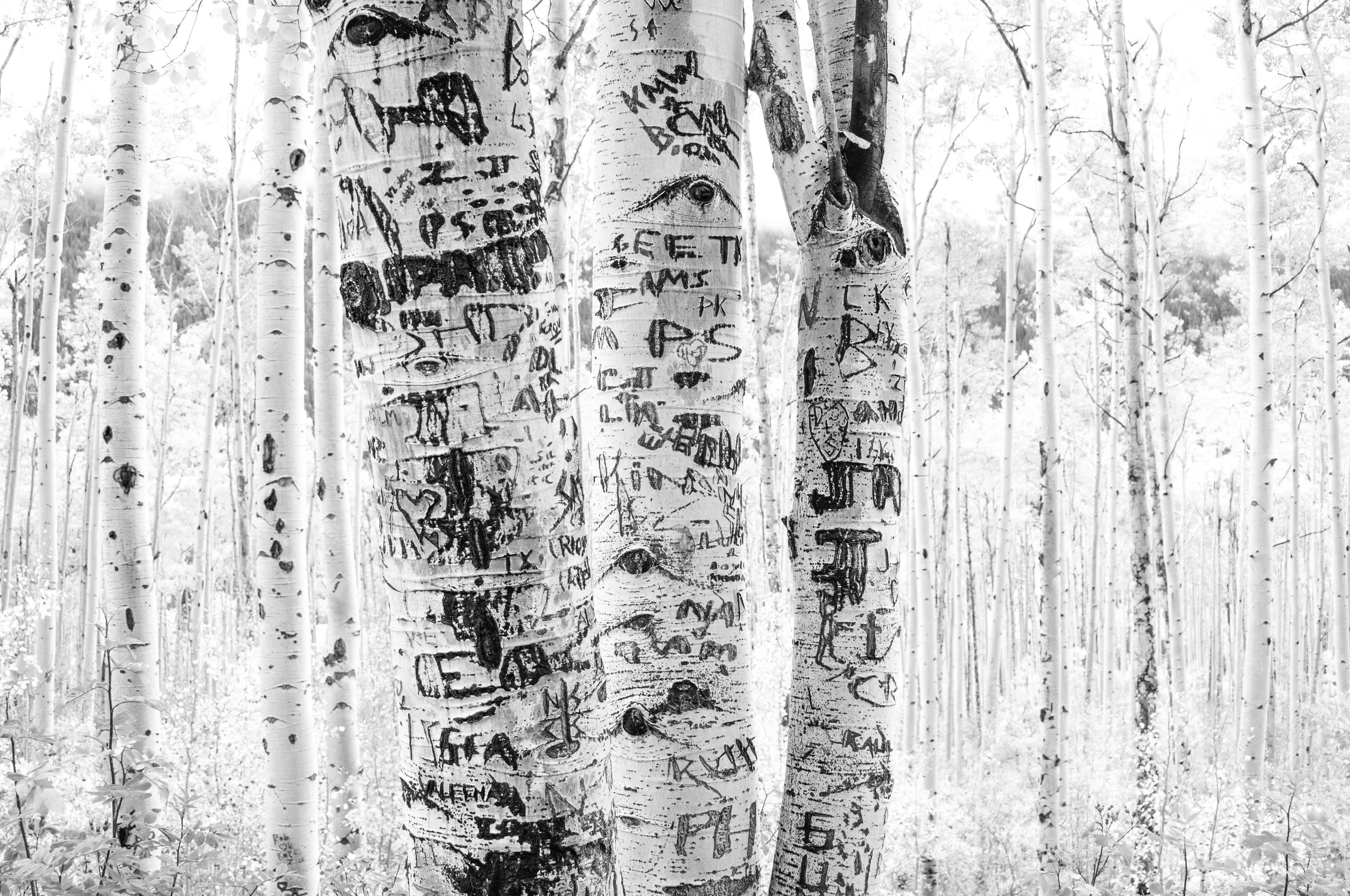Aspen Graffiti
