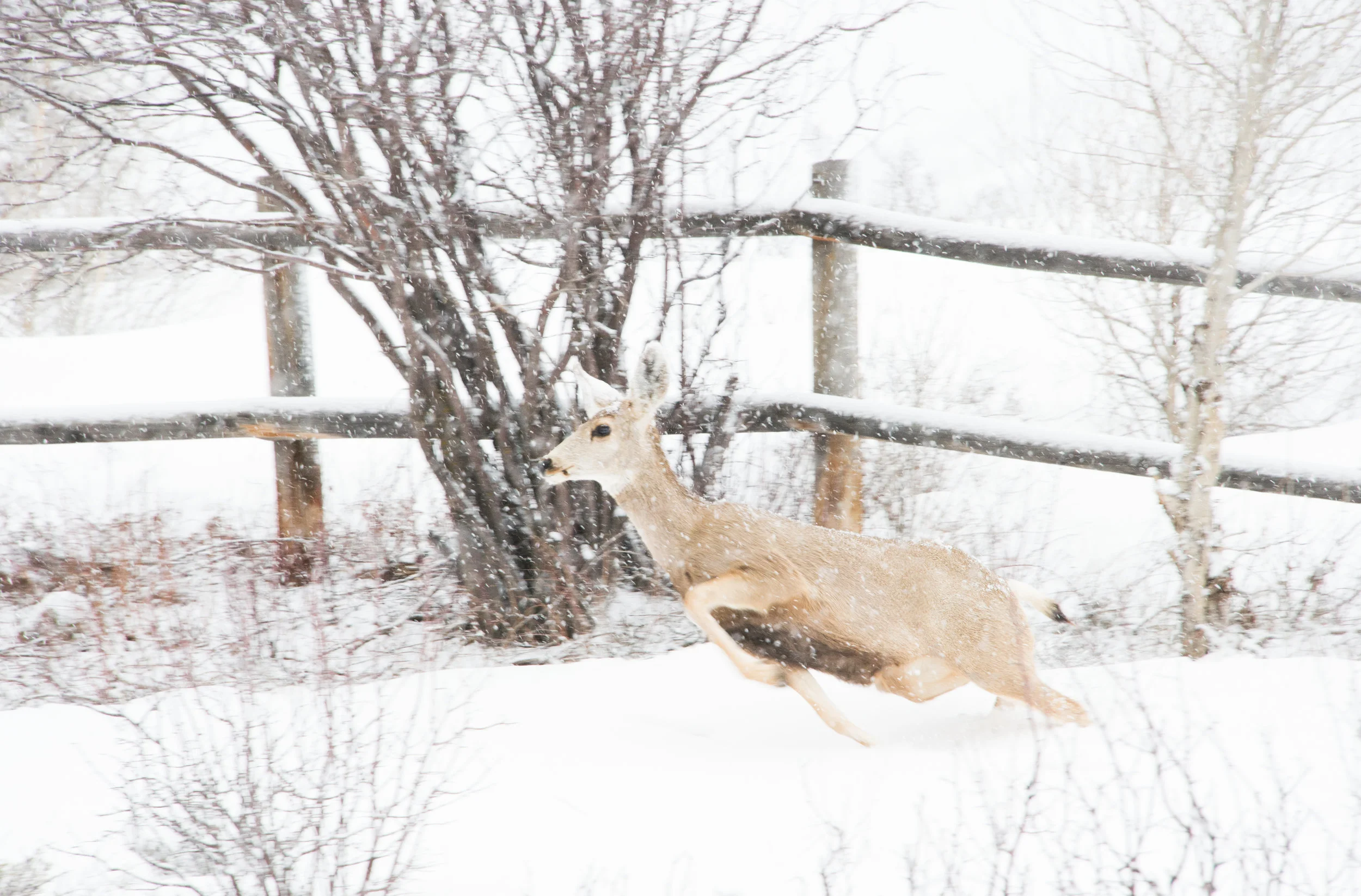 Blitzen, Watson Divide, Aspen