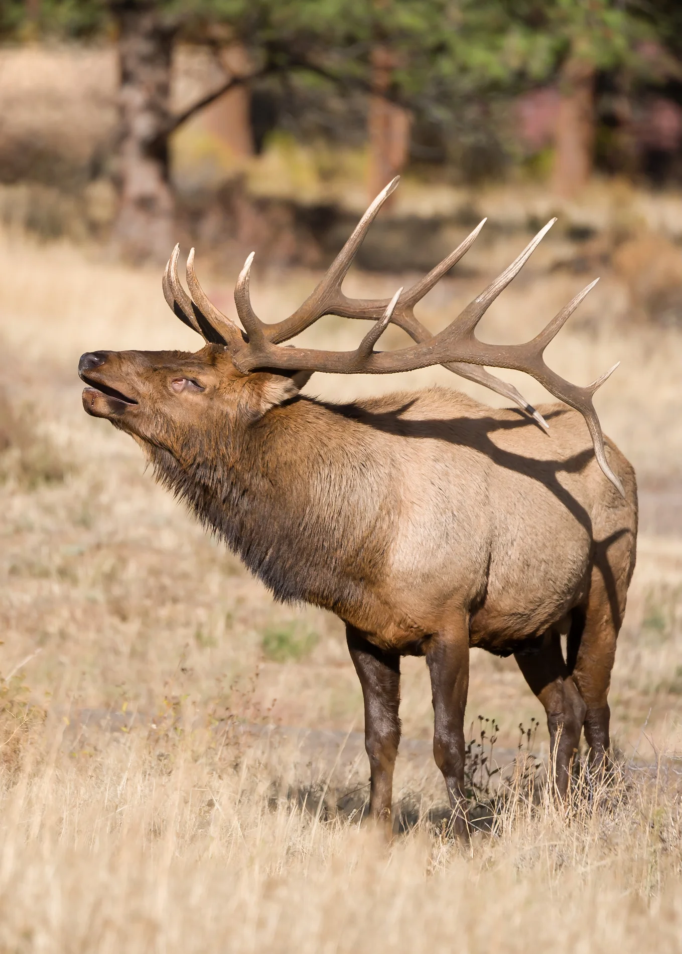 Herd Bull