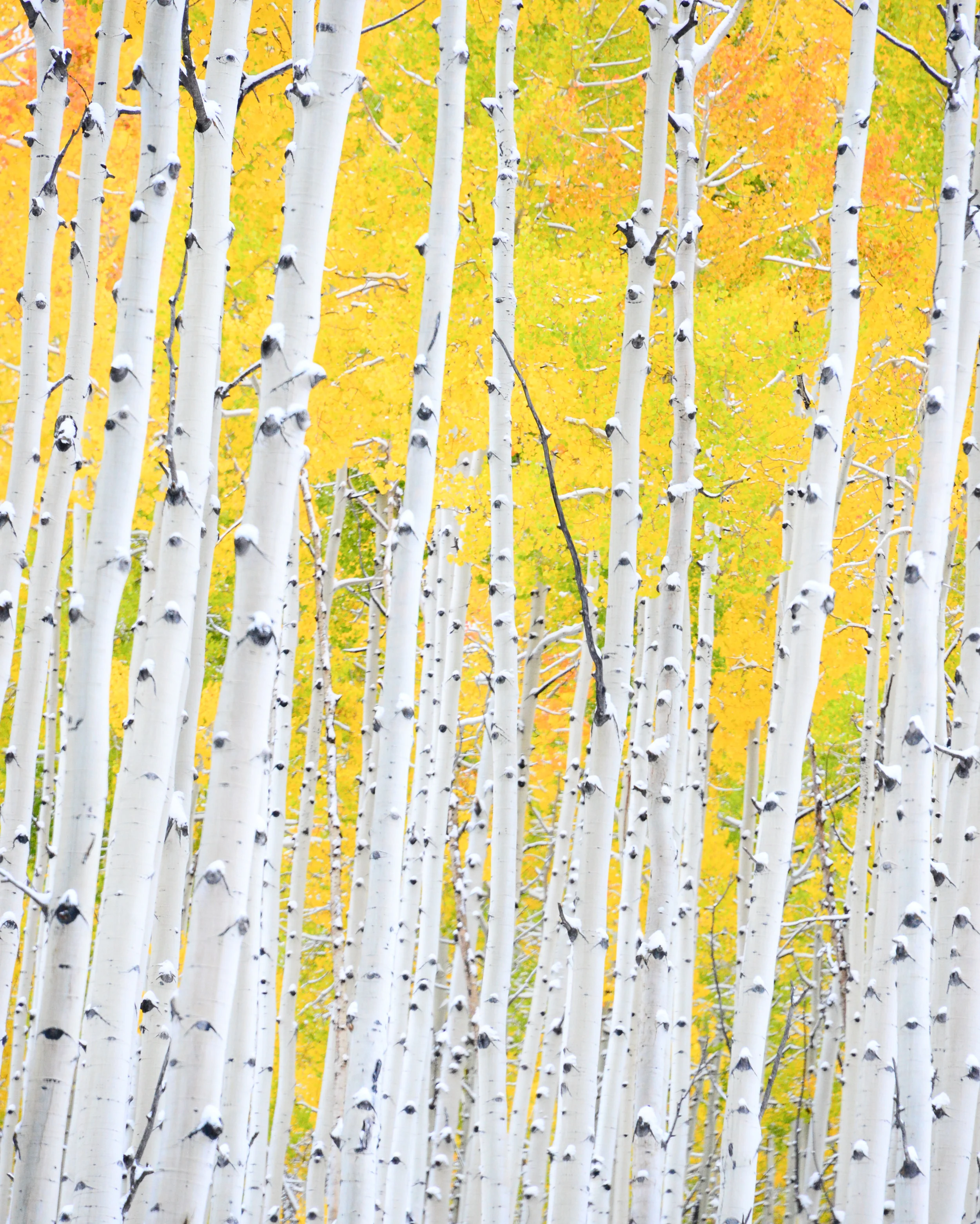 Aspen Song
