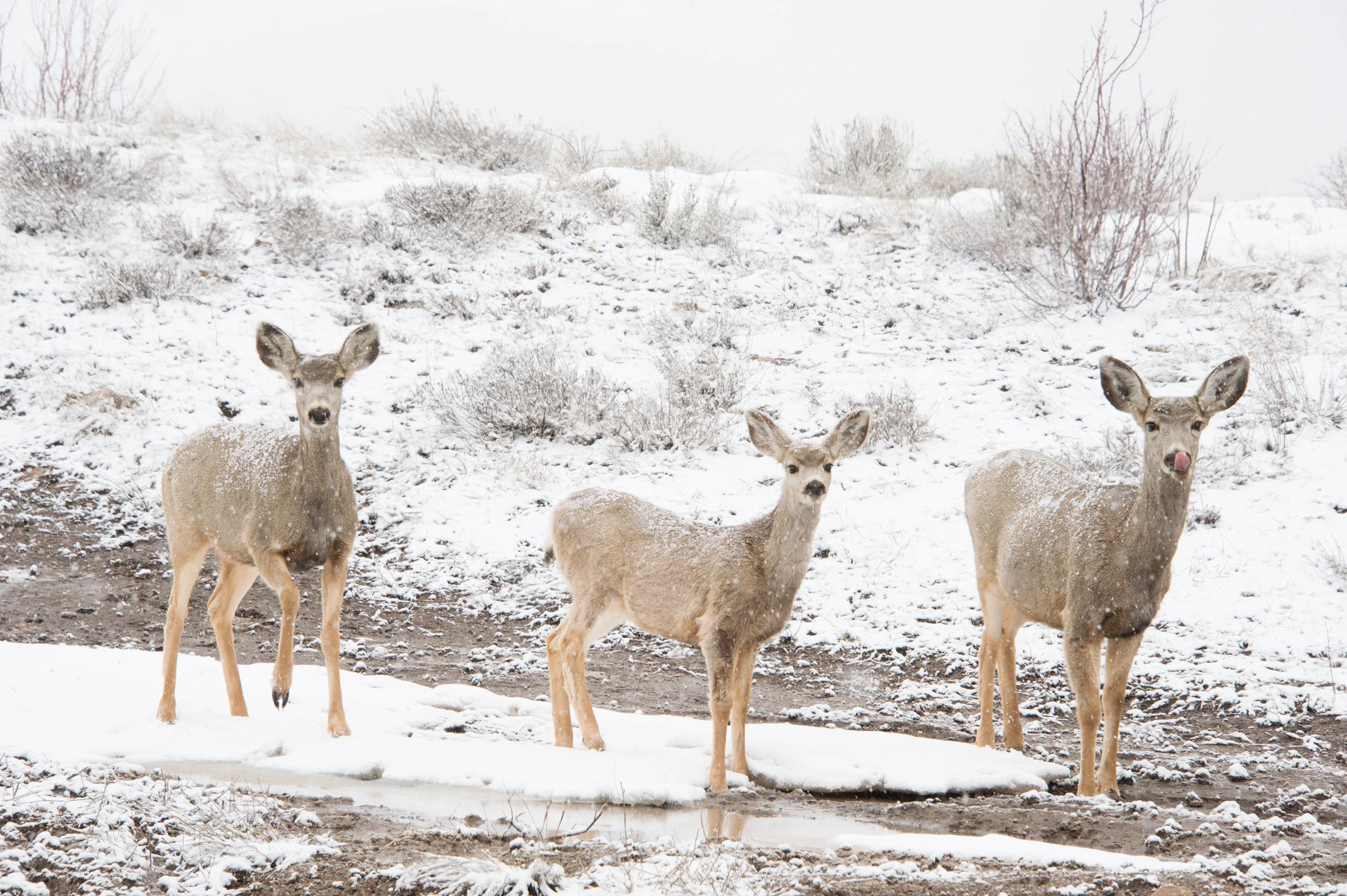Rudolph, Dasher, and Blitzen, Watson Divide, Aspen, CO