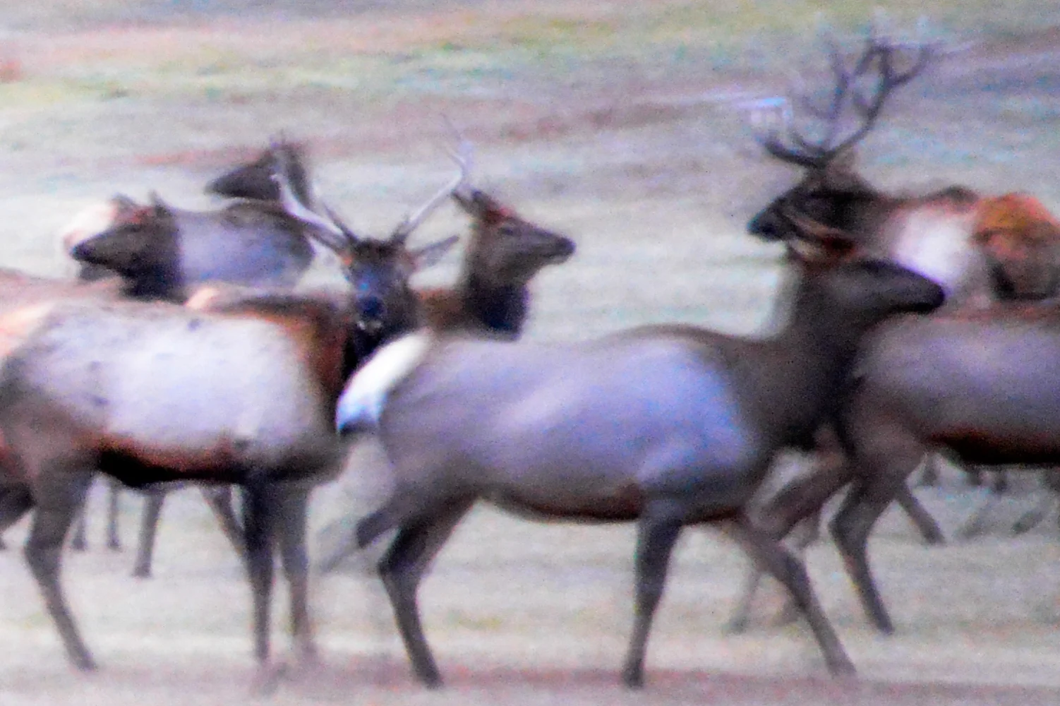 Elk Dream, Midnight, McClain Flats, Aspen