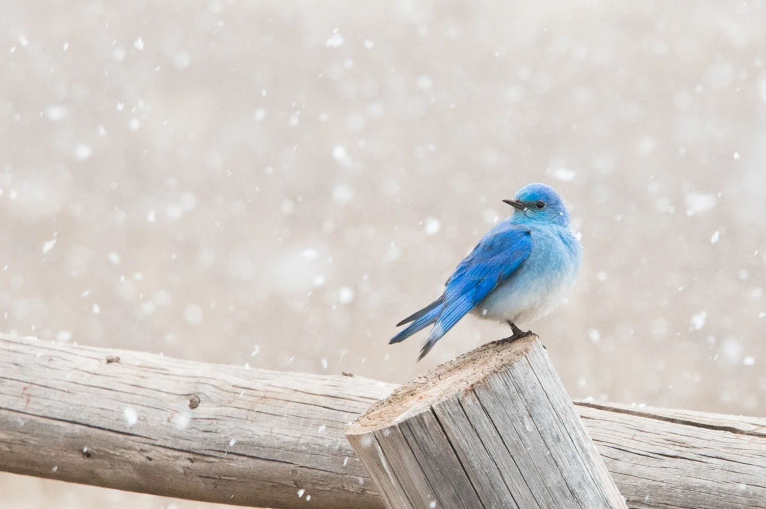 Rocky Mountain Blue Bird, McClain Flats, Aspen