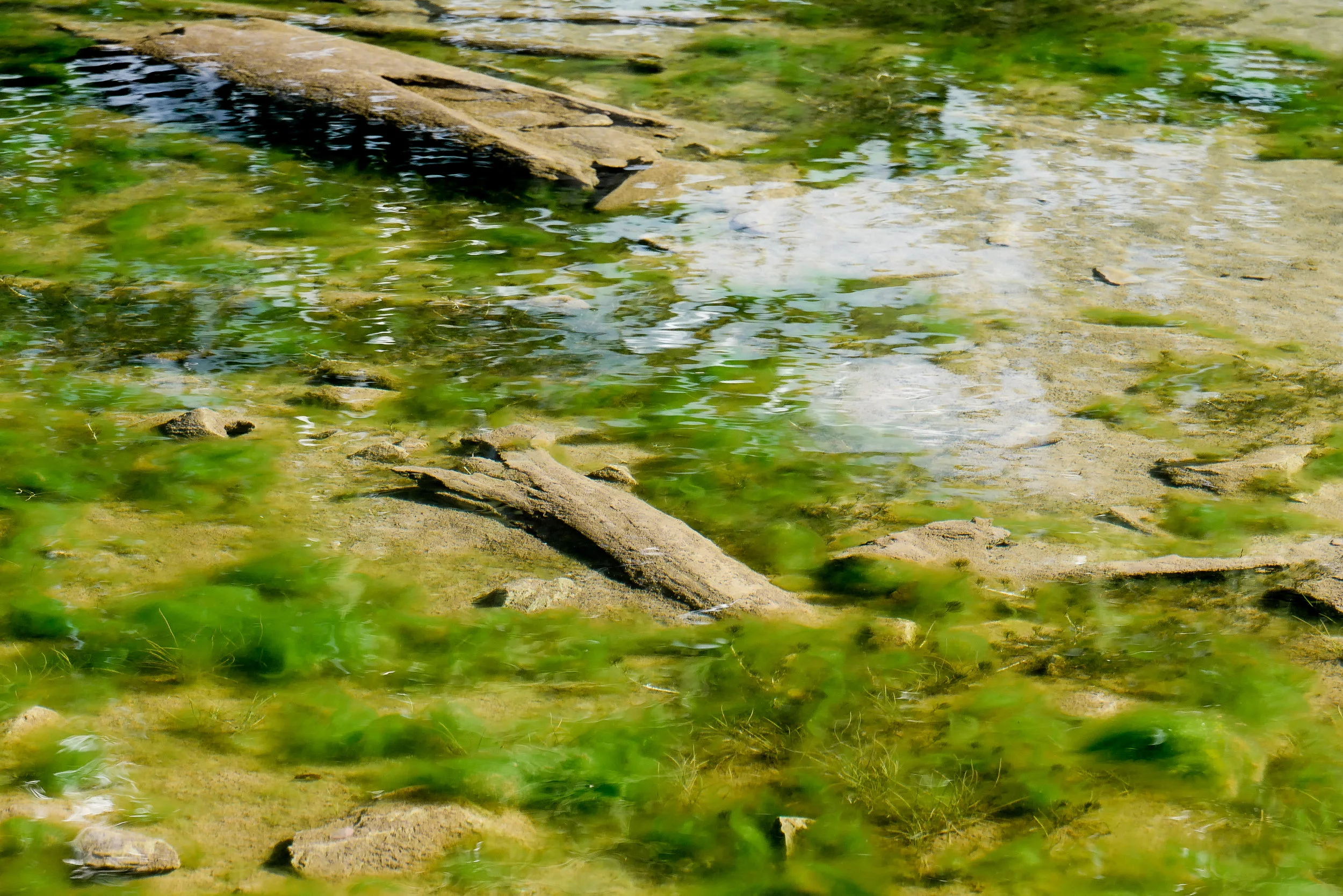 Submerged Limb #2