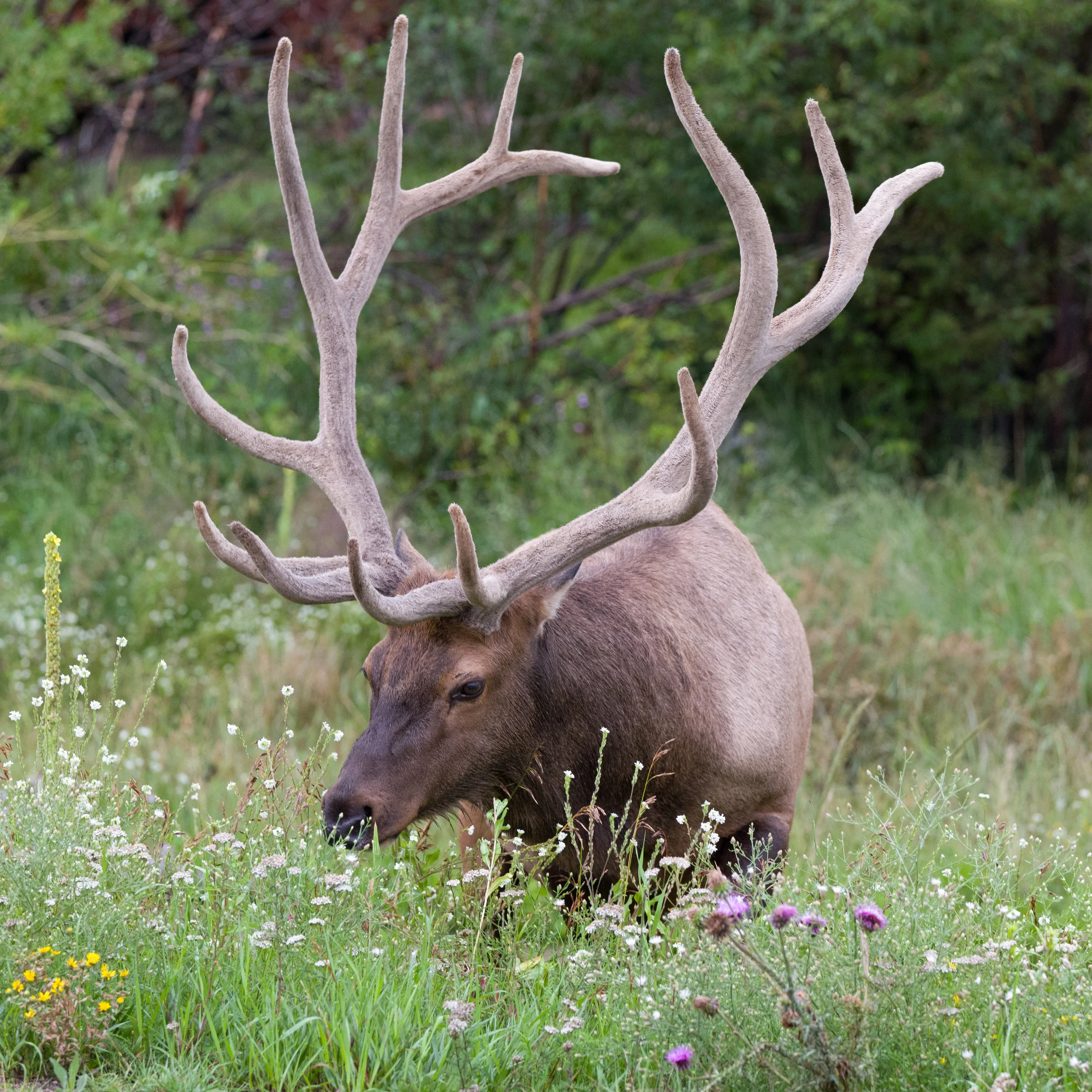 Bull Elk in Velvet