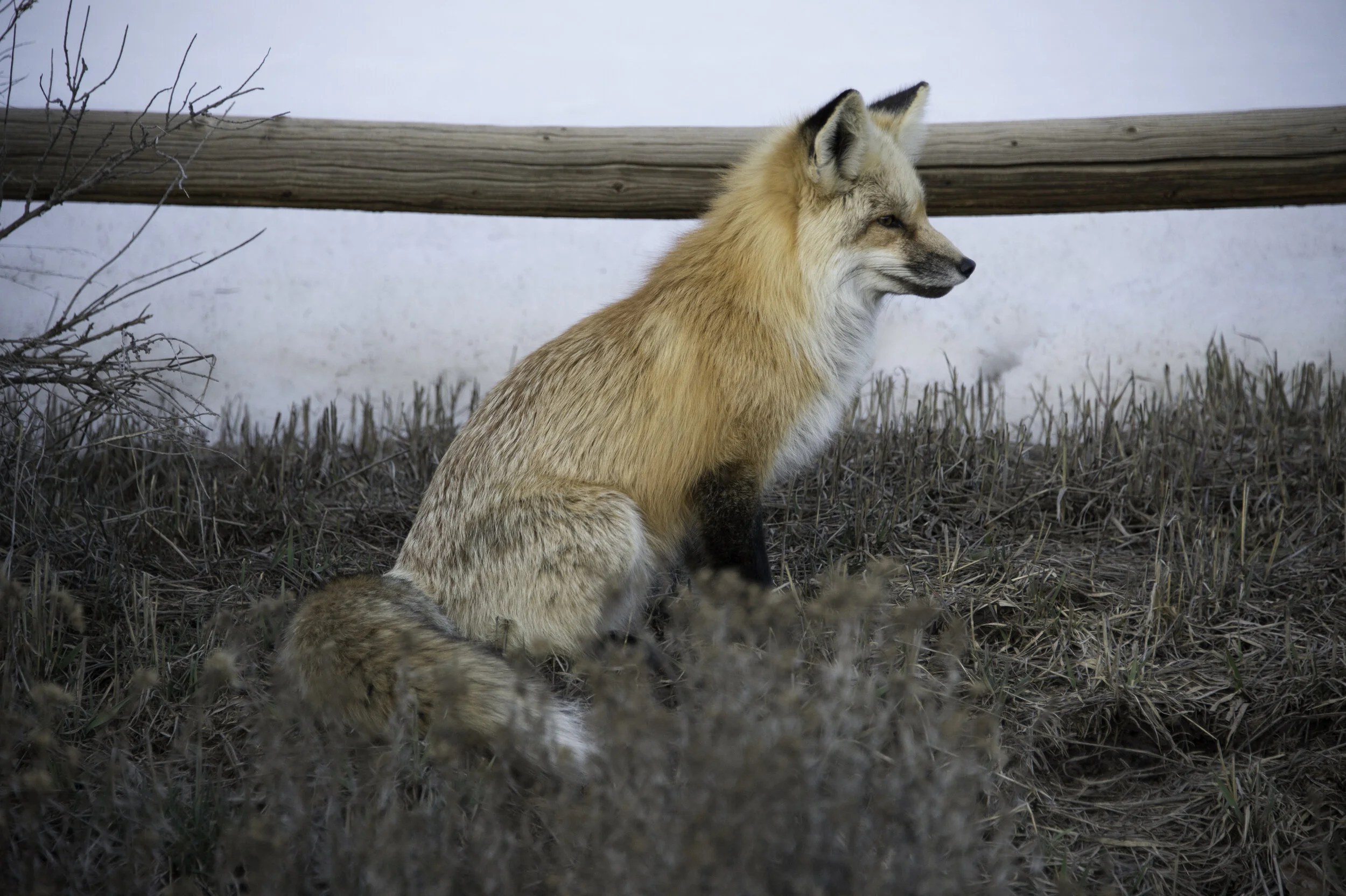 Fox, McLain Flats, Aspen-DSC_5053.jpg
