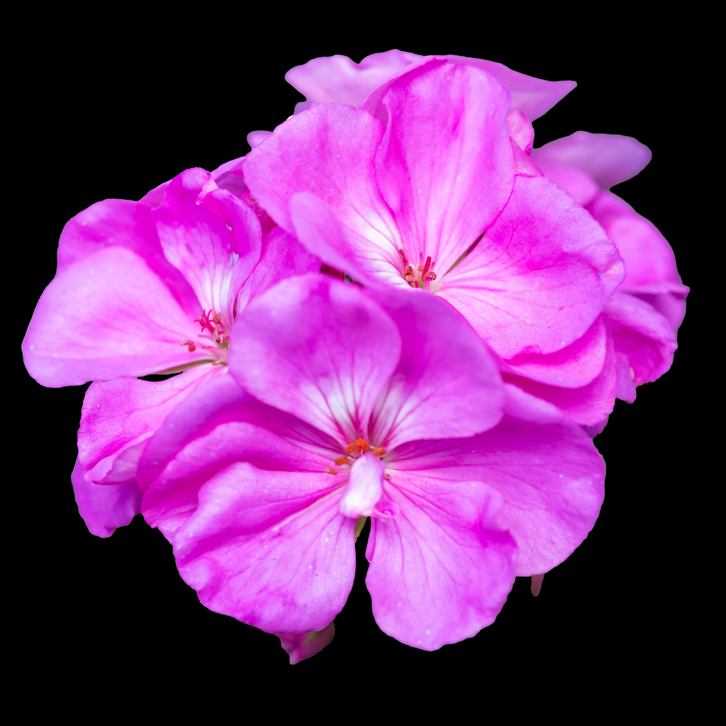 L1030070-2.jpg