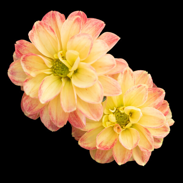 Yellow Dahlia