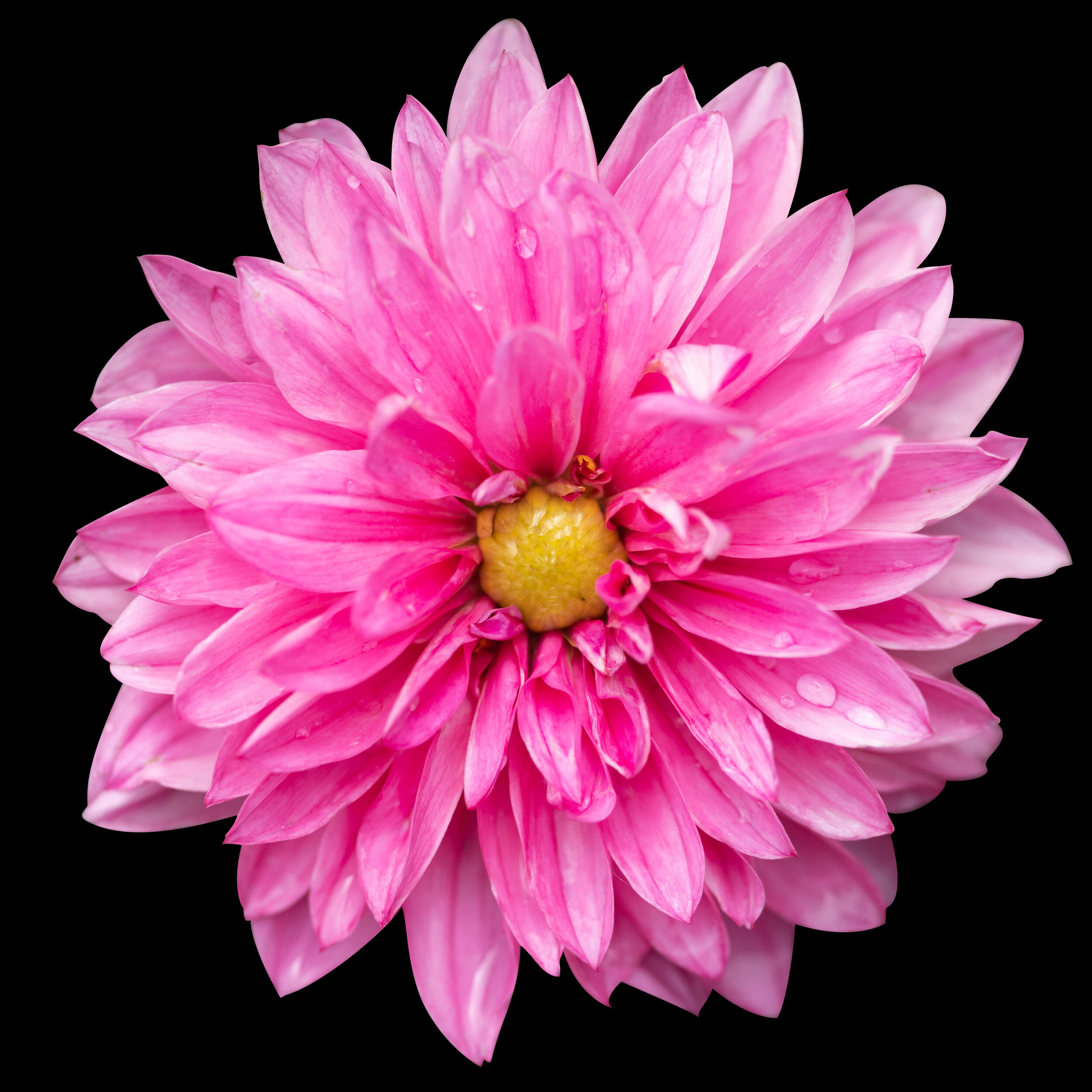 Pink Dahlia