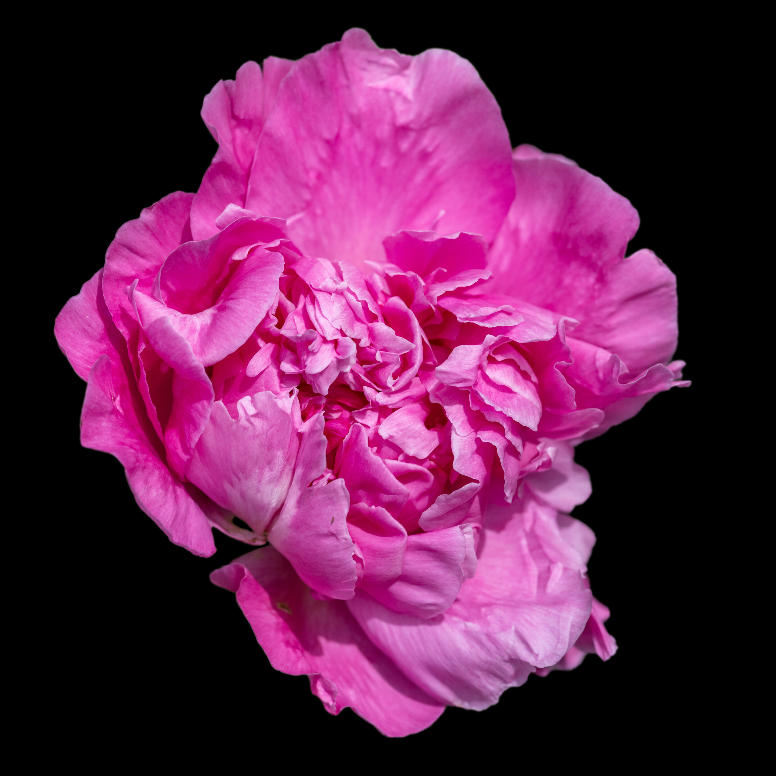 Pink Peony