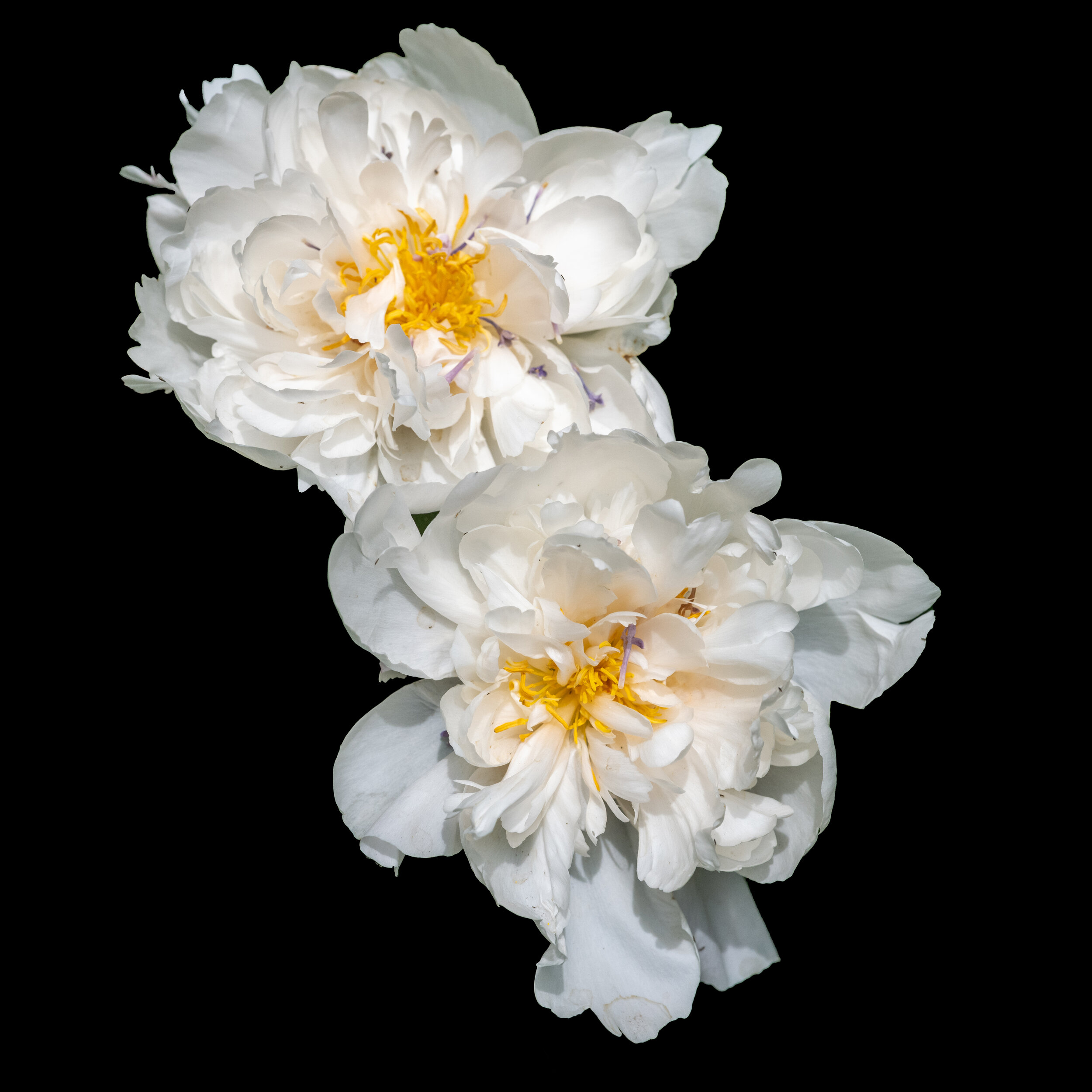 White Peony